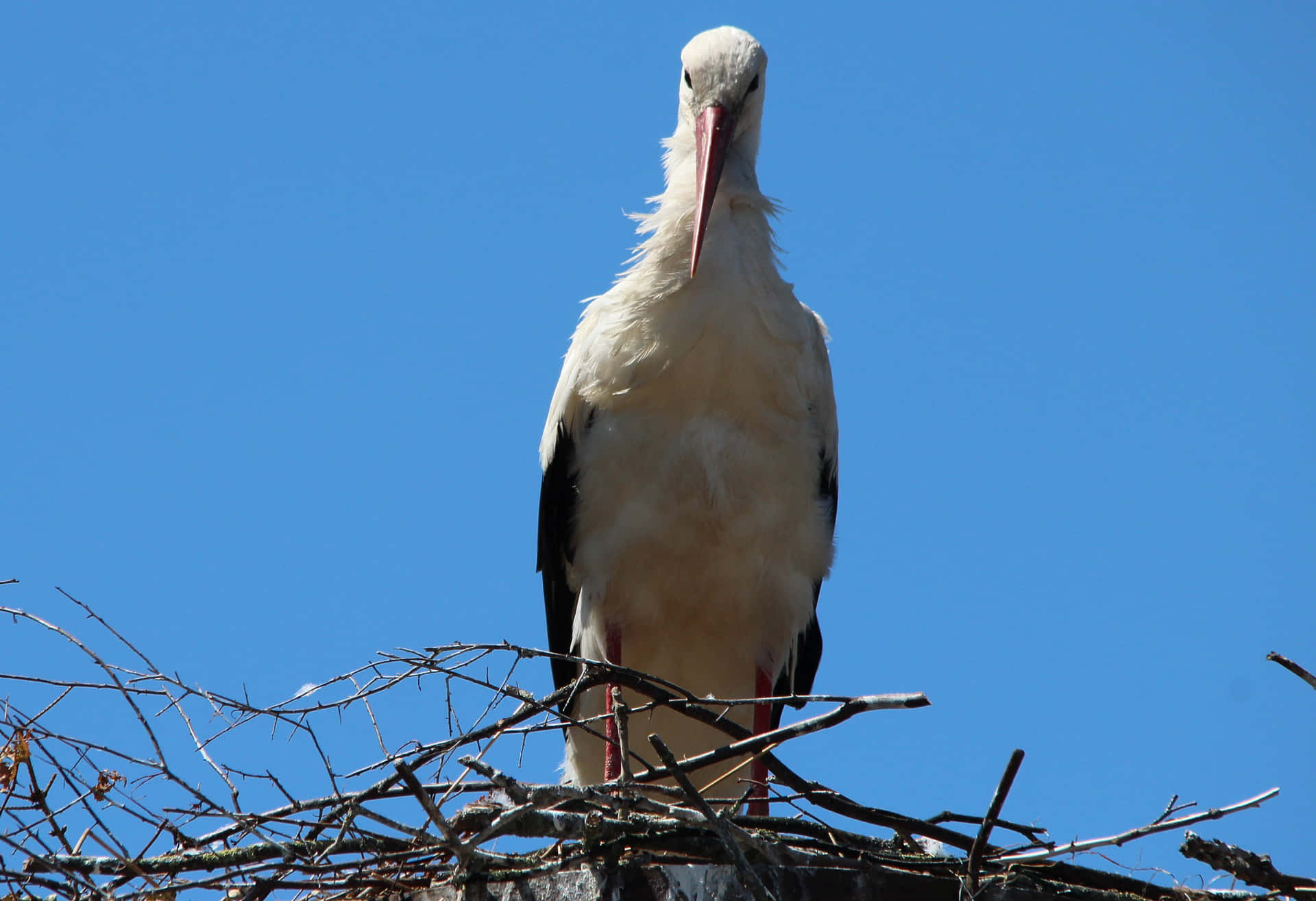White Stork Nesting Against Blue Sky.jpg Wallpaper
