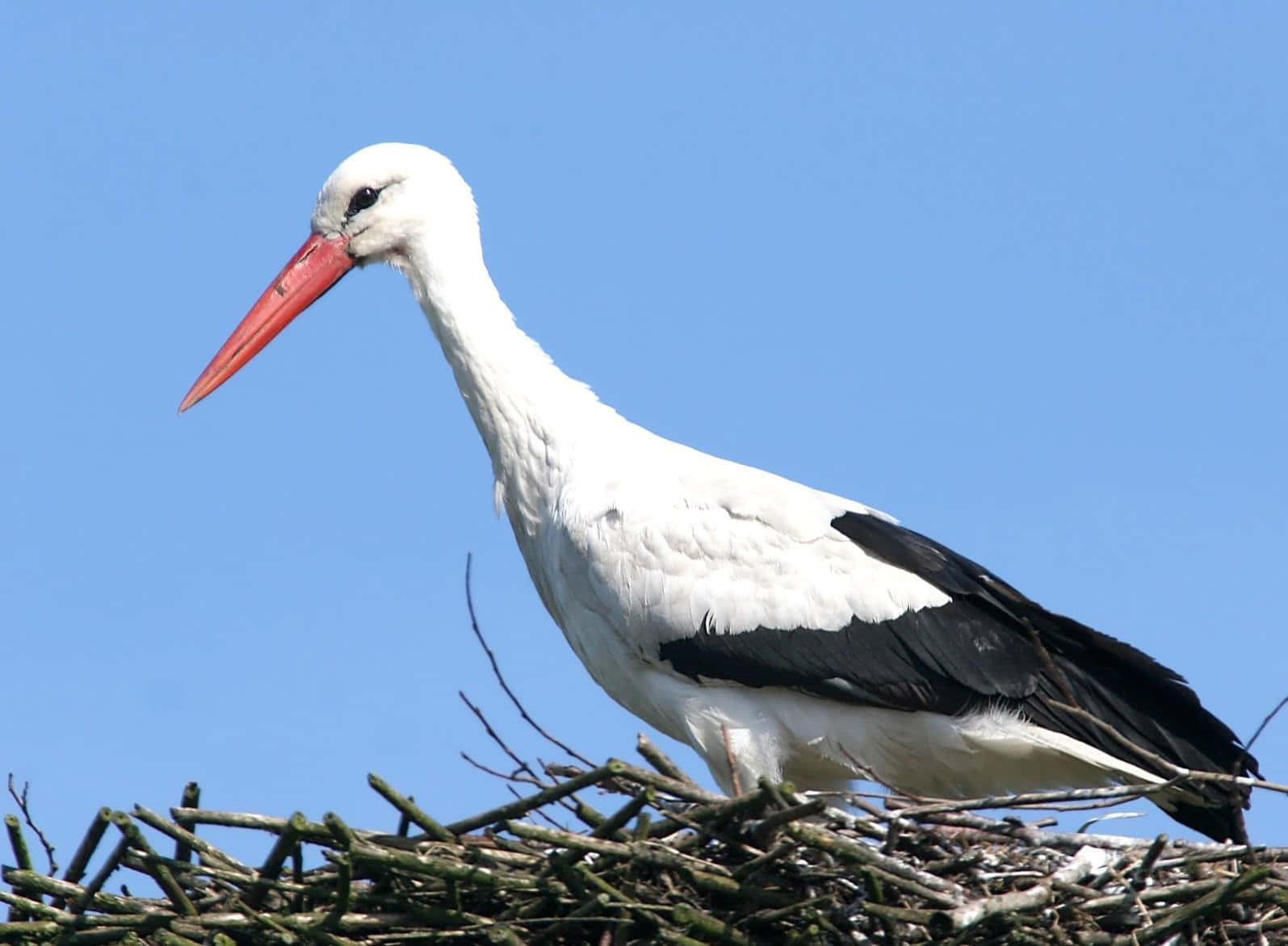White Stork Nesting Against Blue Sky.jpg Wallpaper
