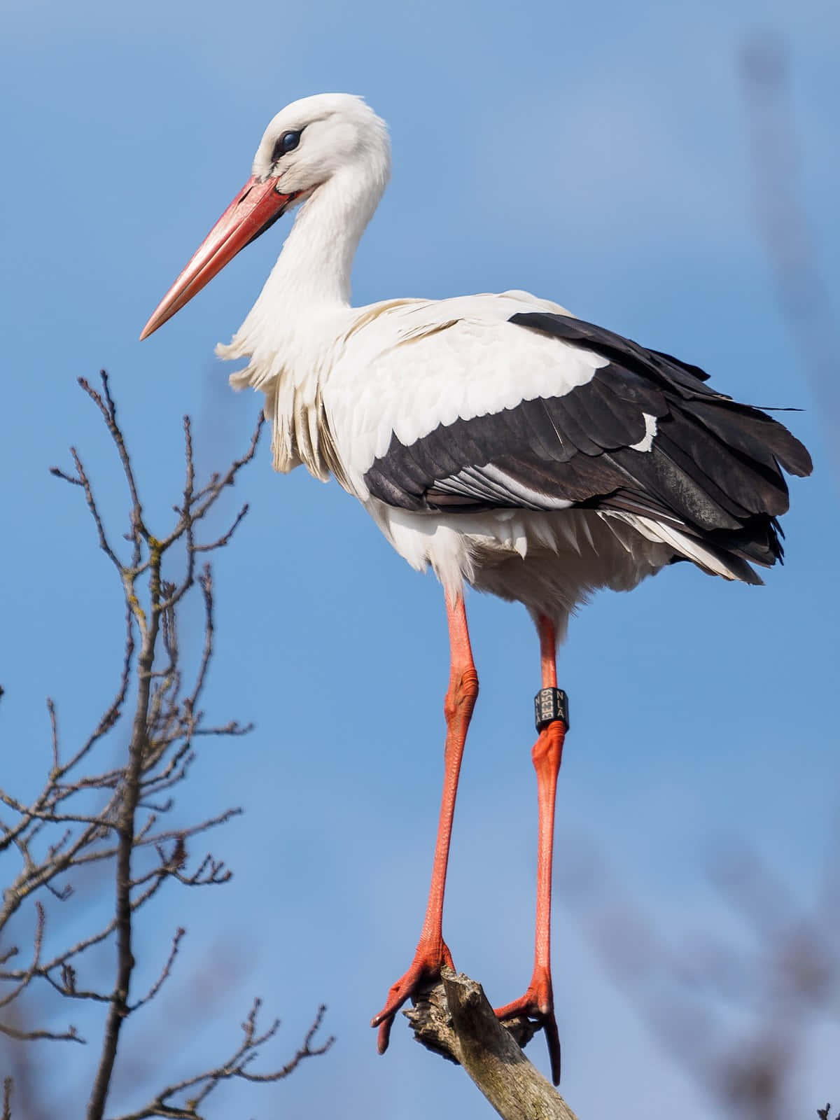 White Stork Perched Against Blue Sky.jpg Wallpaper