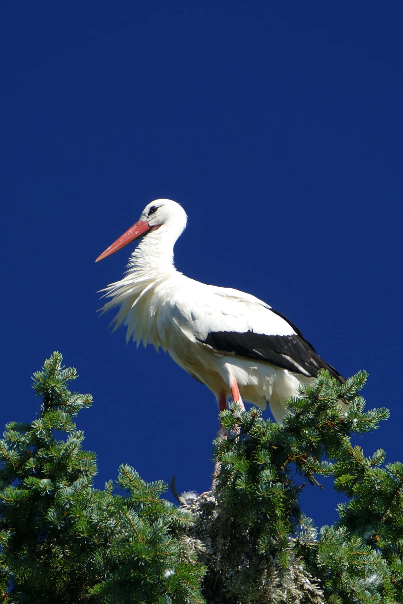 White Stork Perched Against Blue Sky.jpg Wallpaper