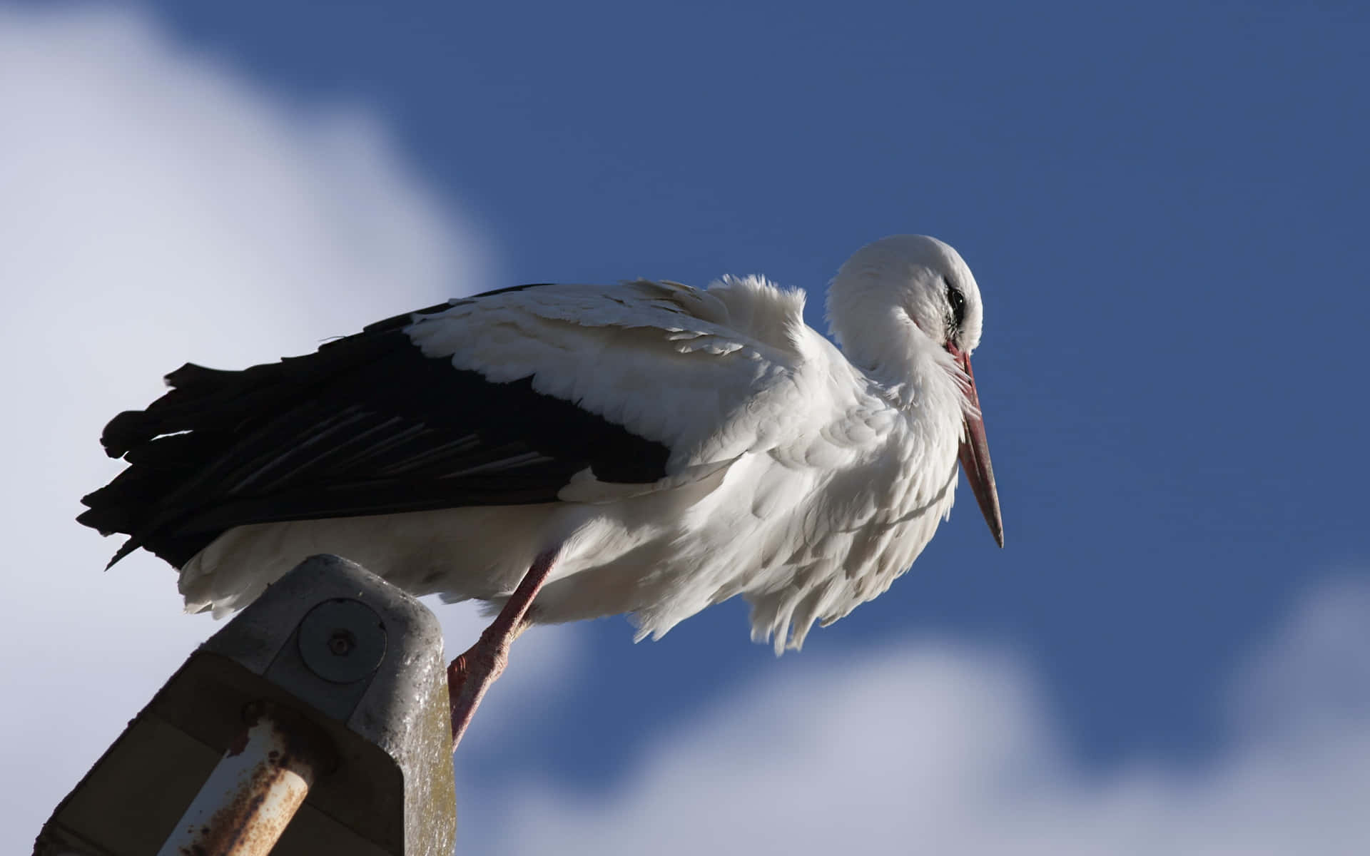 White Stork Perched Against Blue Sky Wallpaper