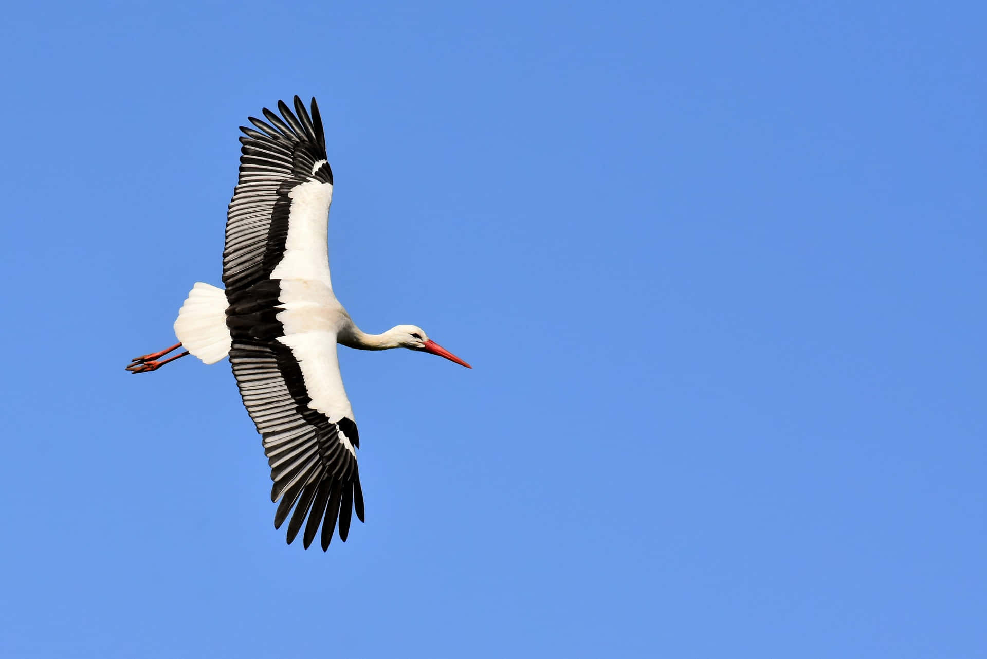 White Stork Spread Wings Flight Sky Wallpaper