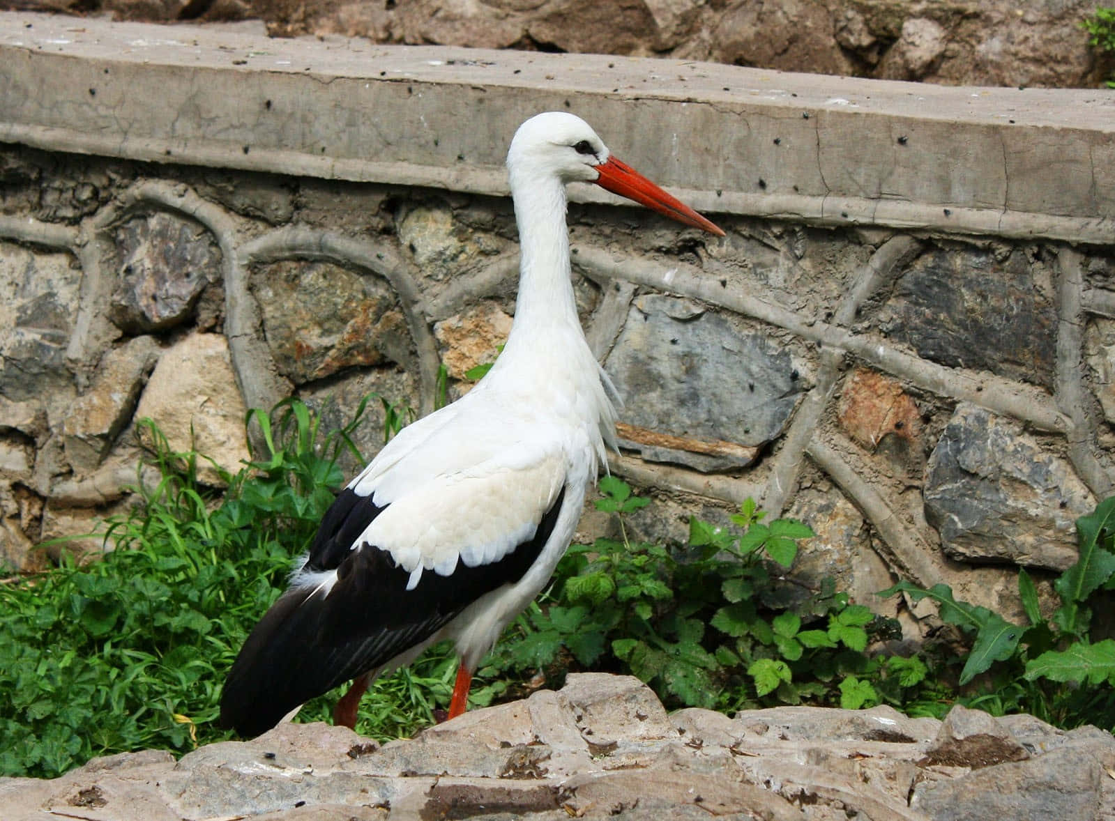 White Stork Standing Near Stone Wall.jpg Wallpaper