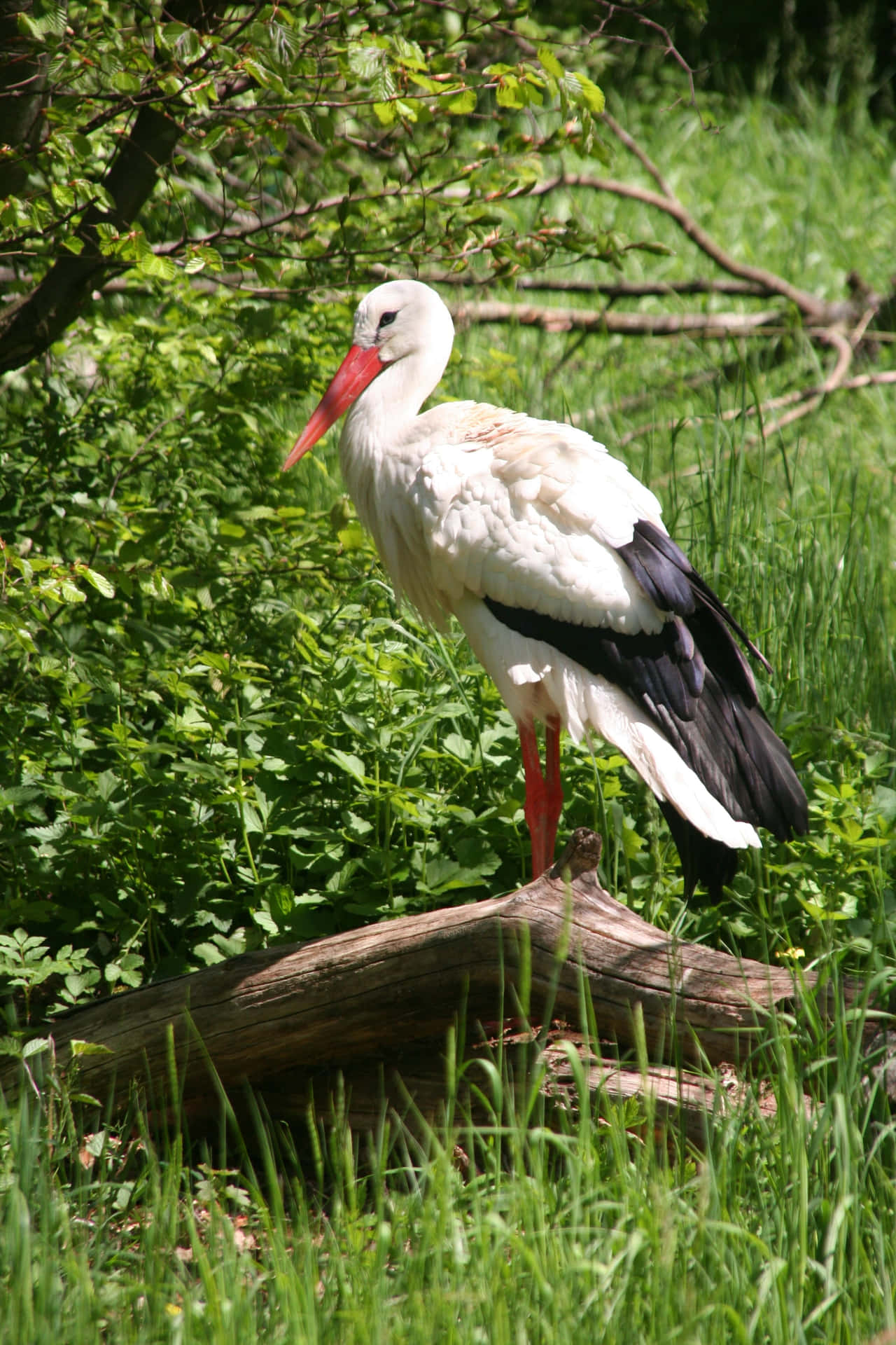 White Stork Standingin Greenery.jpg Wallpaper