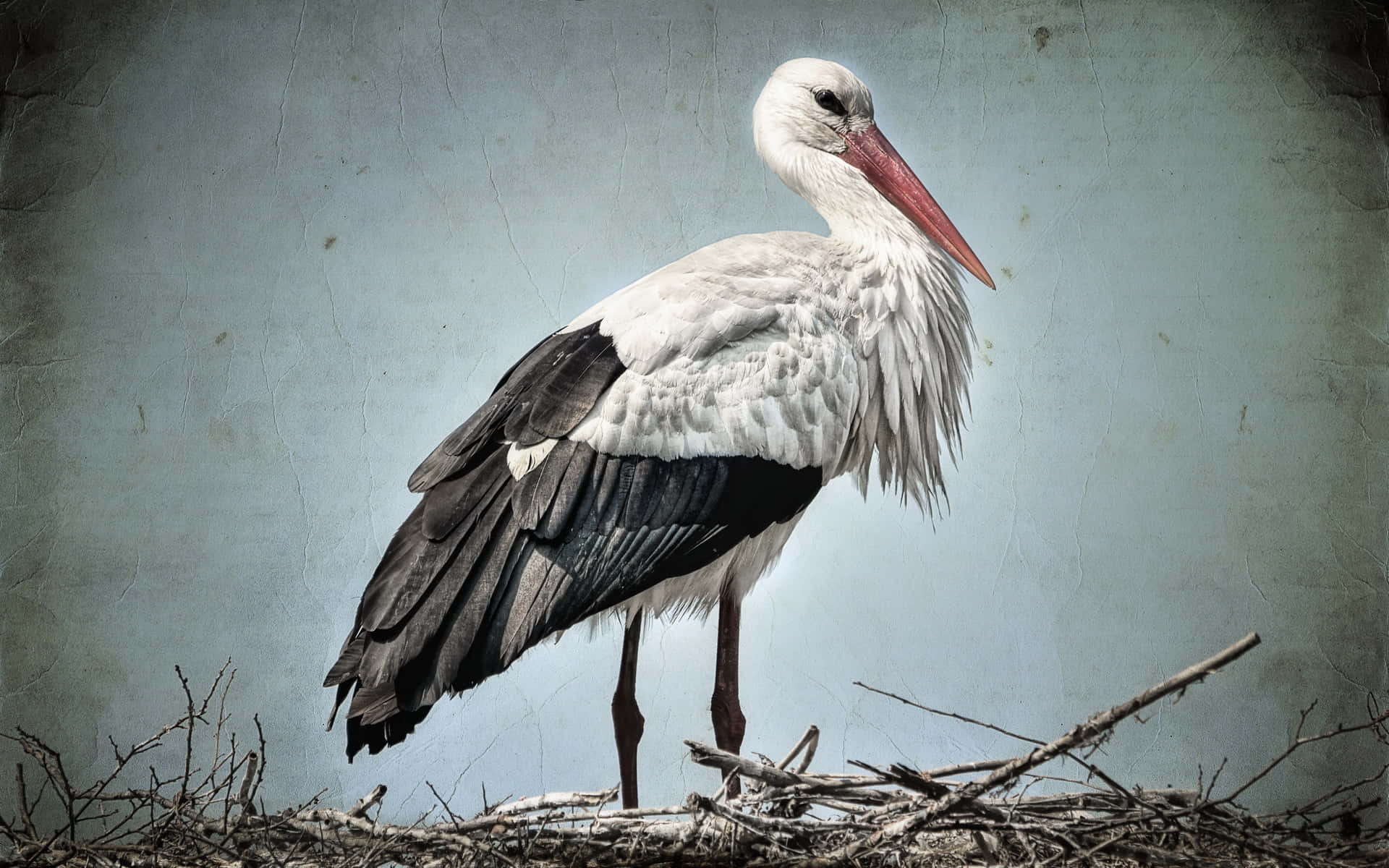 White Stork Standingon Nest Wallpaper
