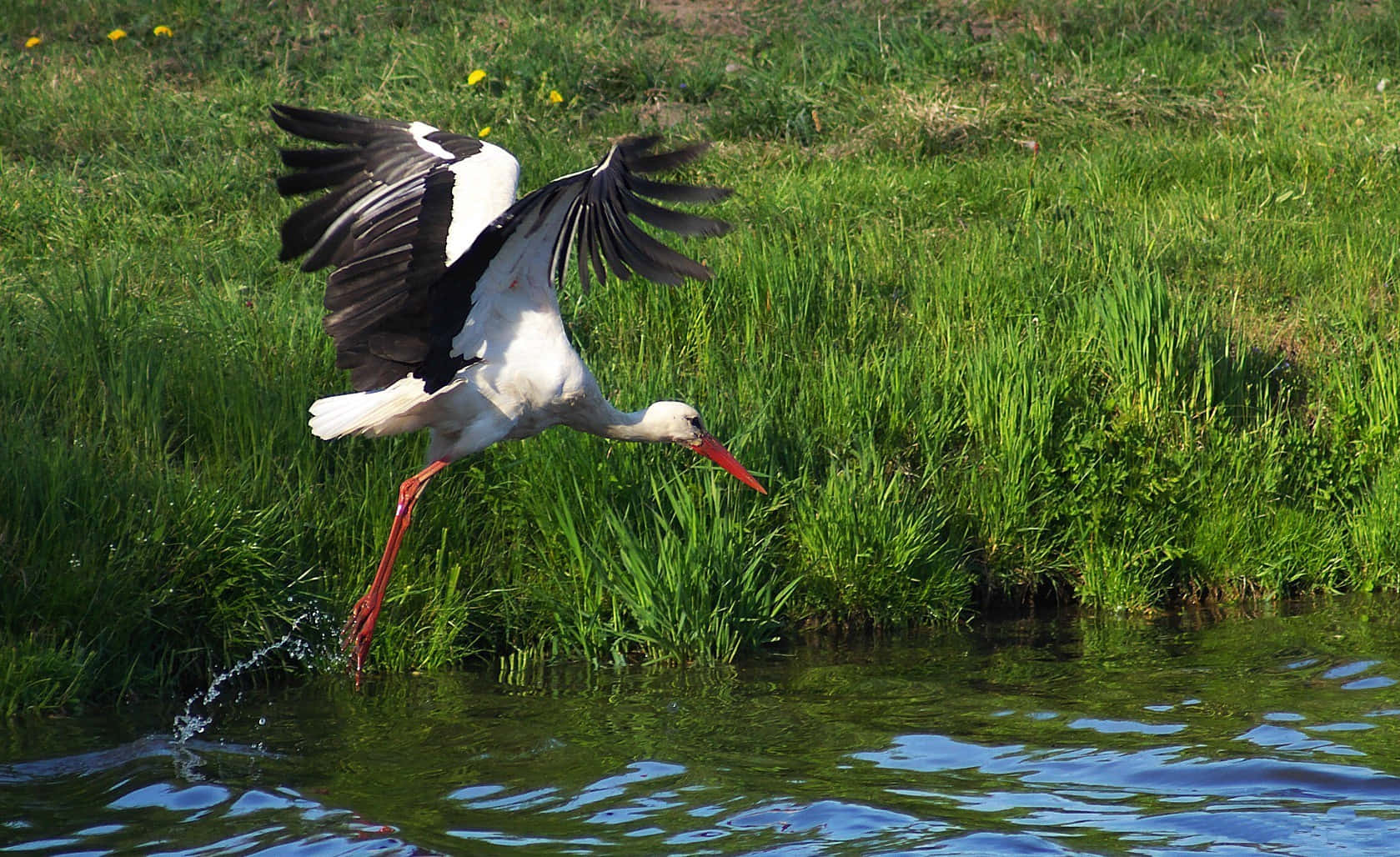 White Stork Taking Flight Over Water Wallpaper
