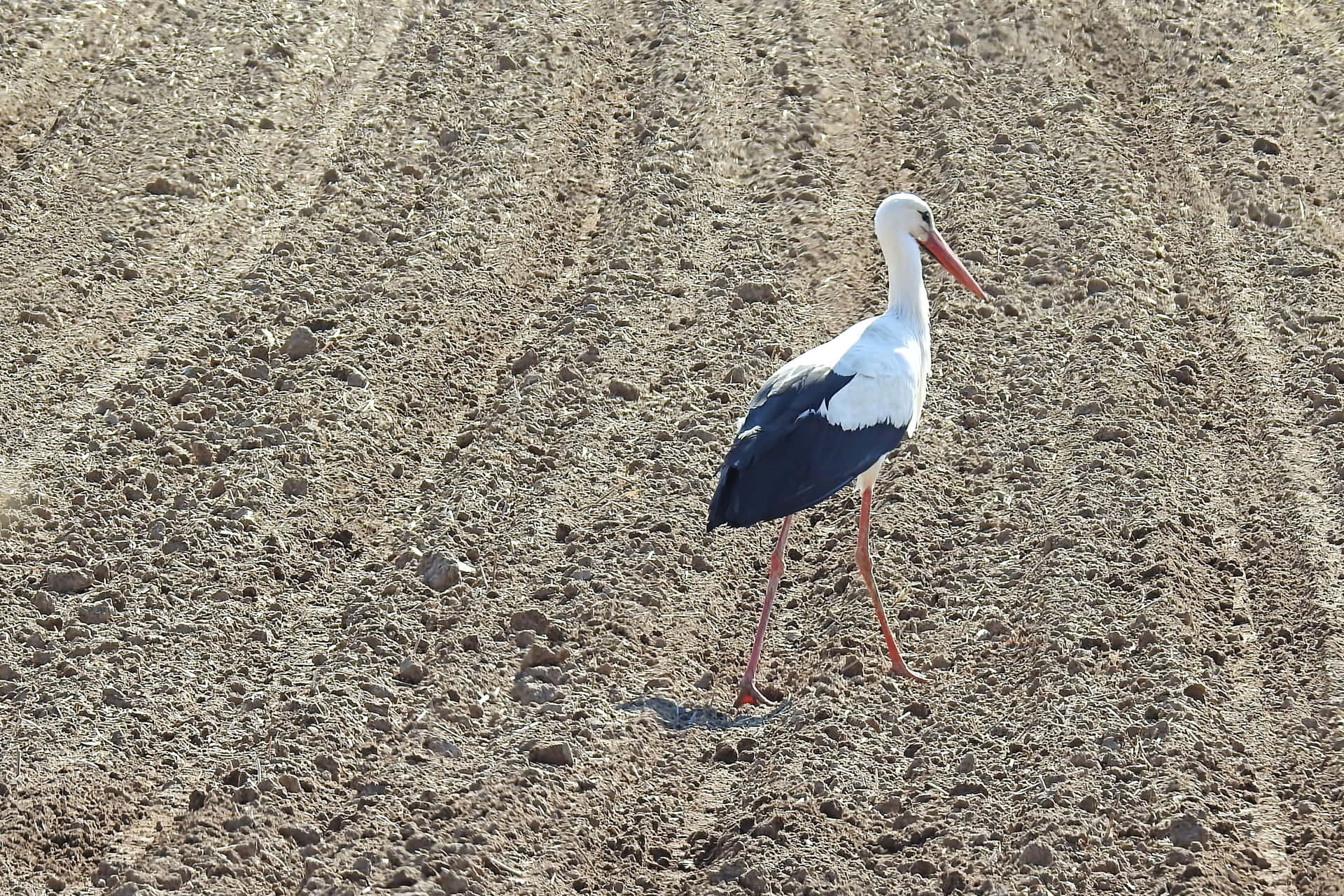 White Stork Walkingin Field.jpg Wallpaper