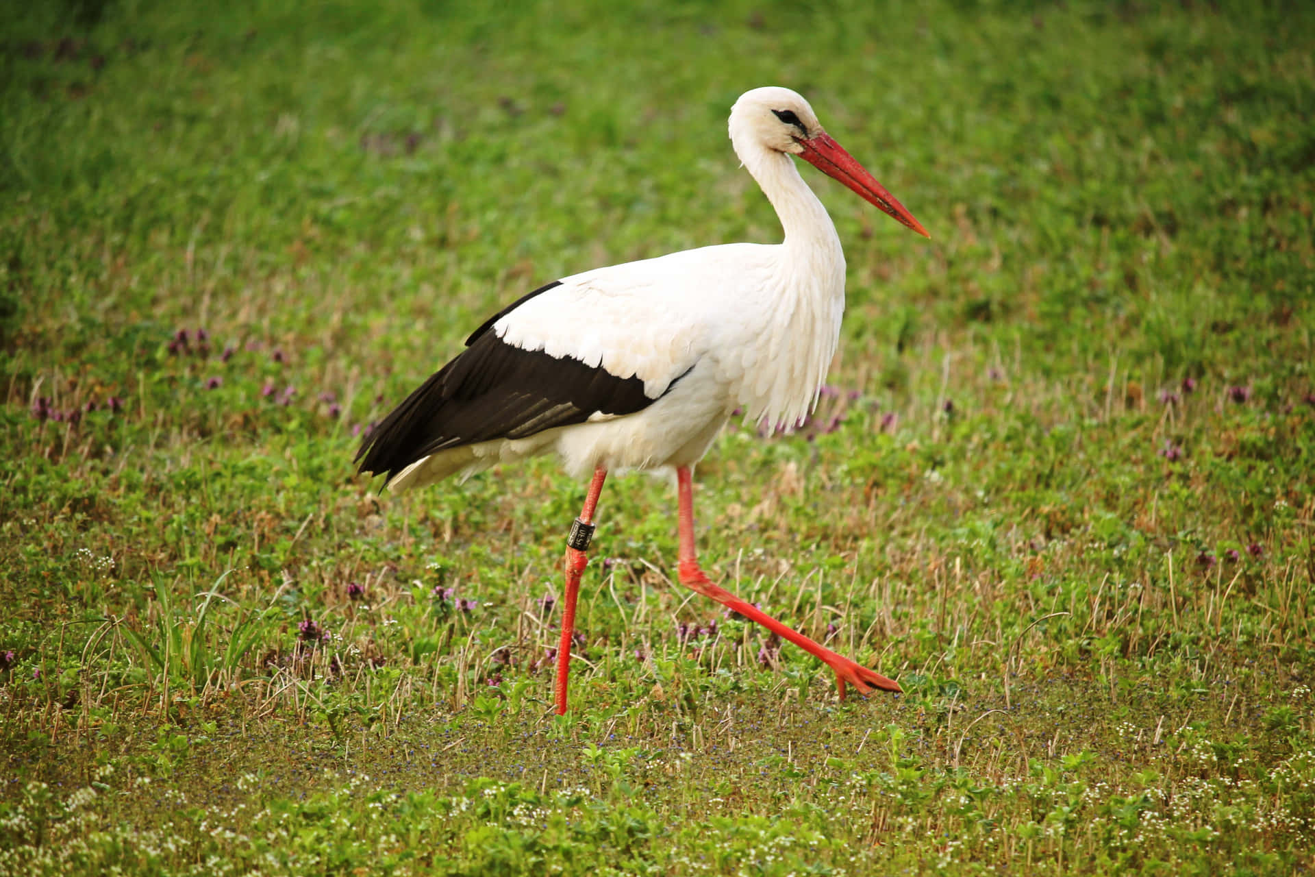 White Stork Walkingin Grassland.jpg Wallpaper