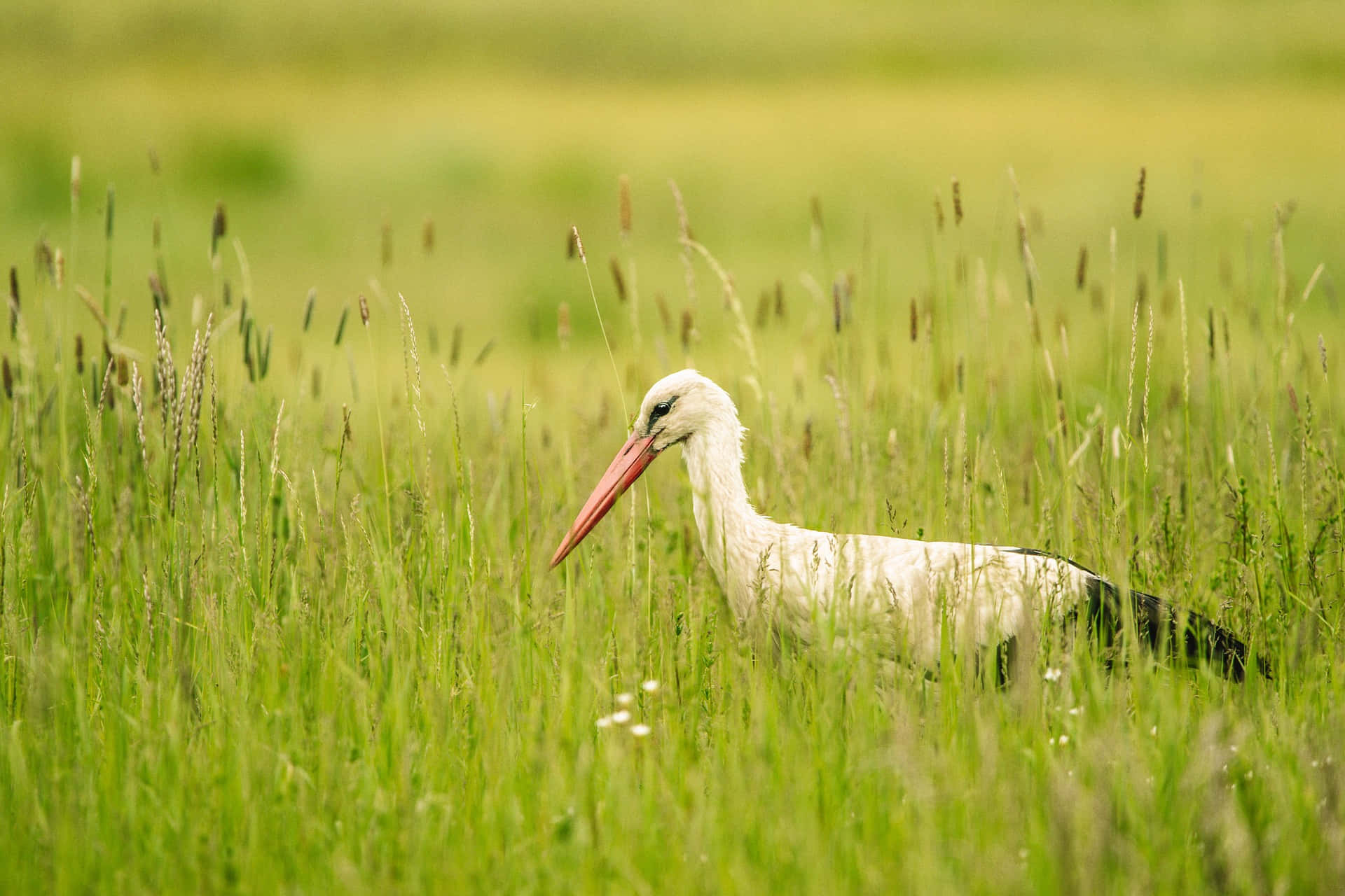 White Storkin Grassy Field.jpg Wallpaper