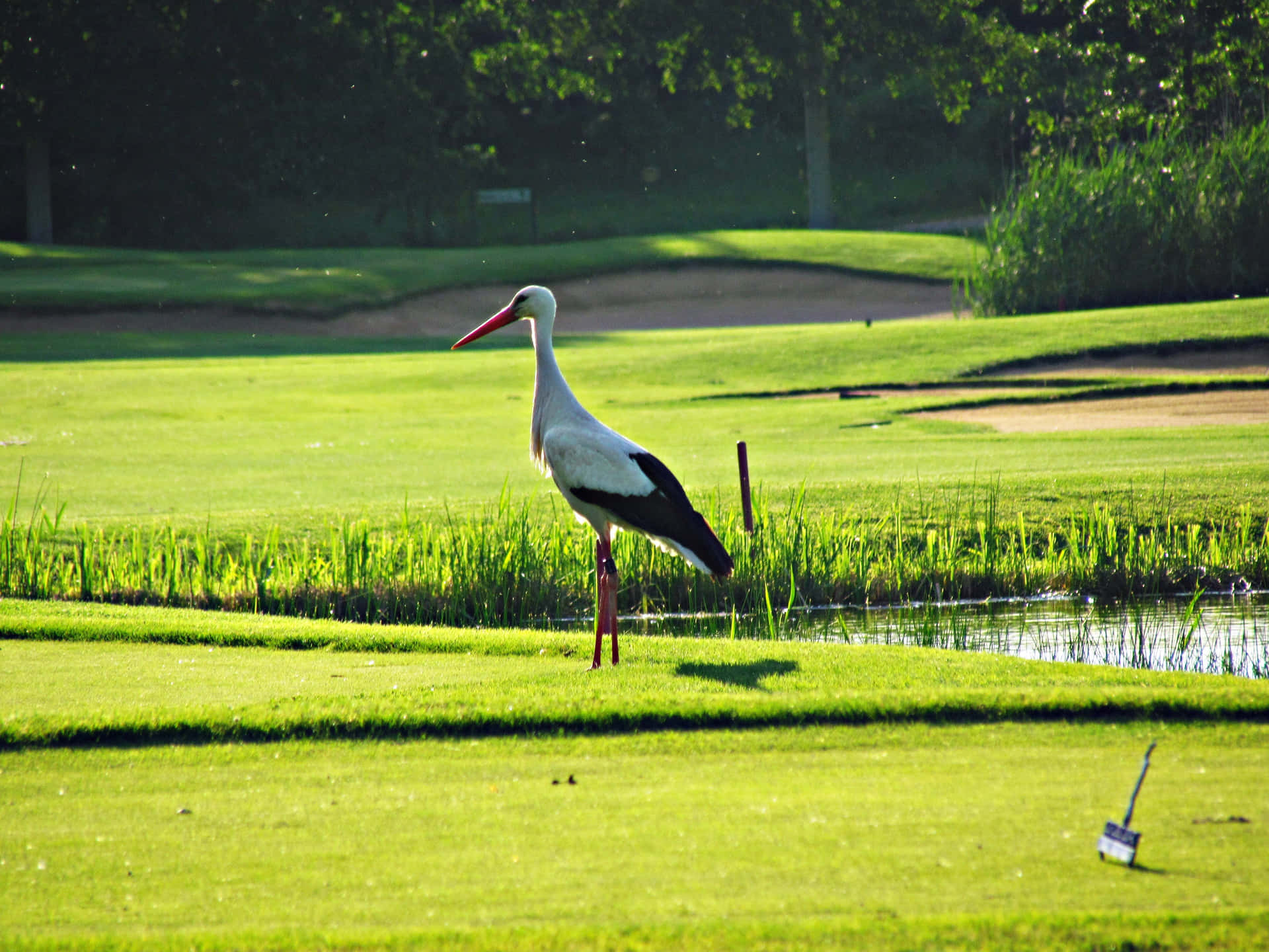White Storkon Golf Course Wallpaper