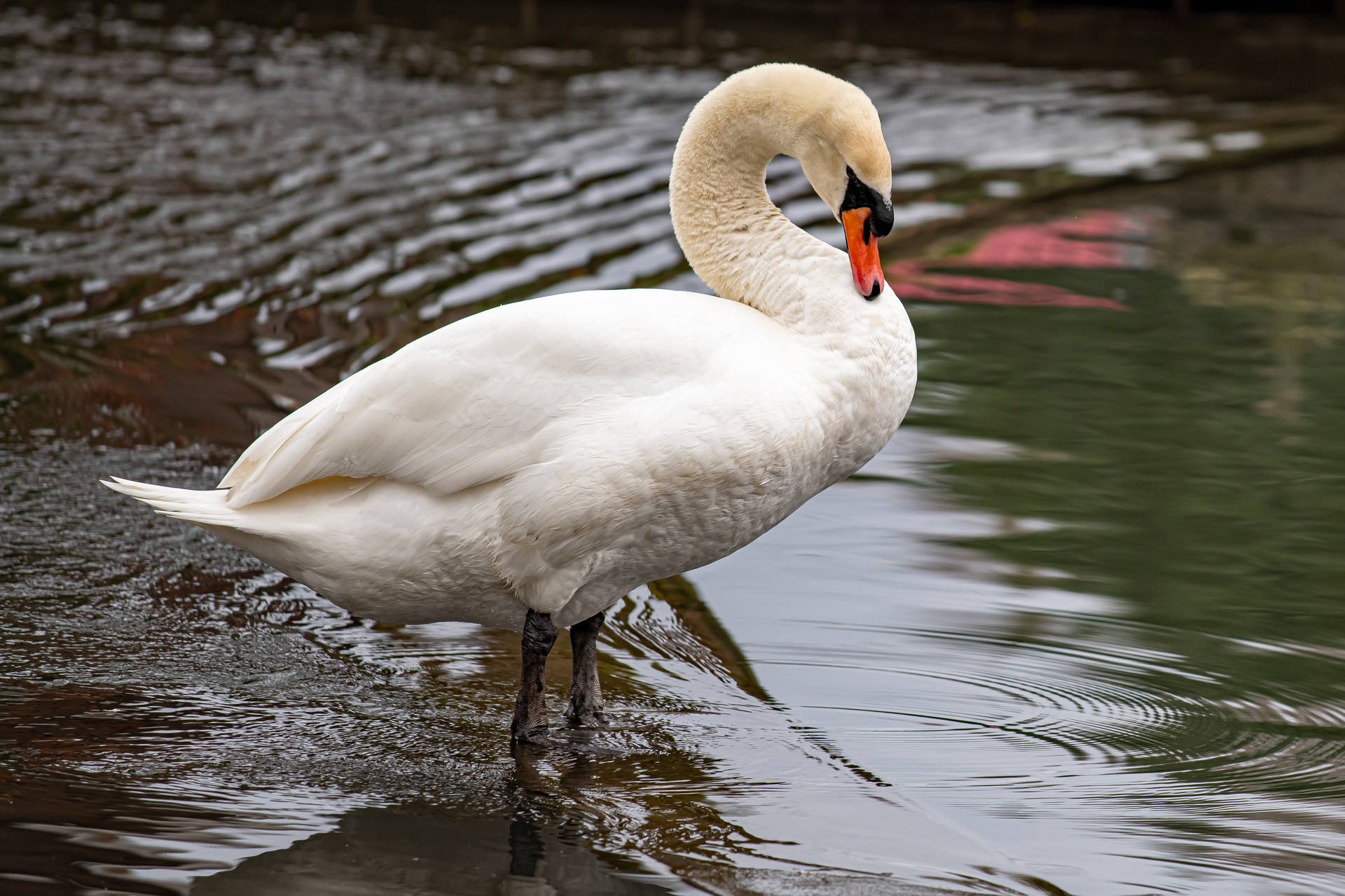 White Swan In Water Beautiful Birds