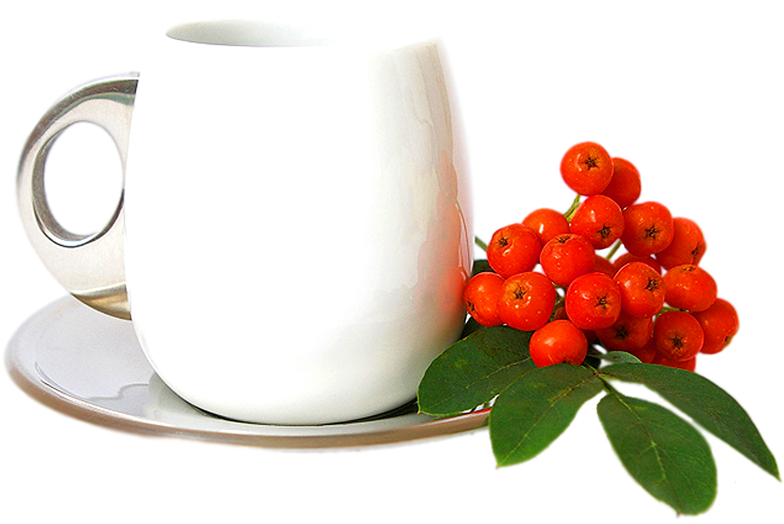 White Tea Cup With Rowan Berries PNG