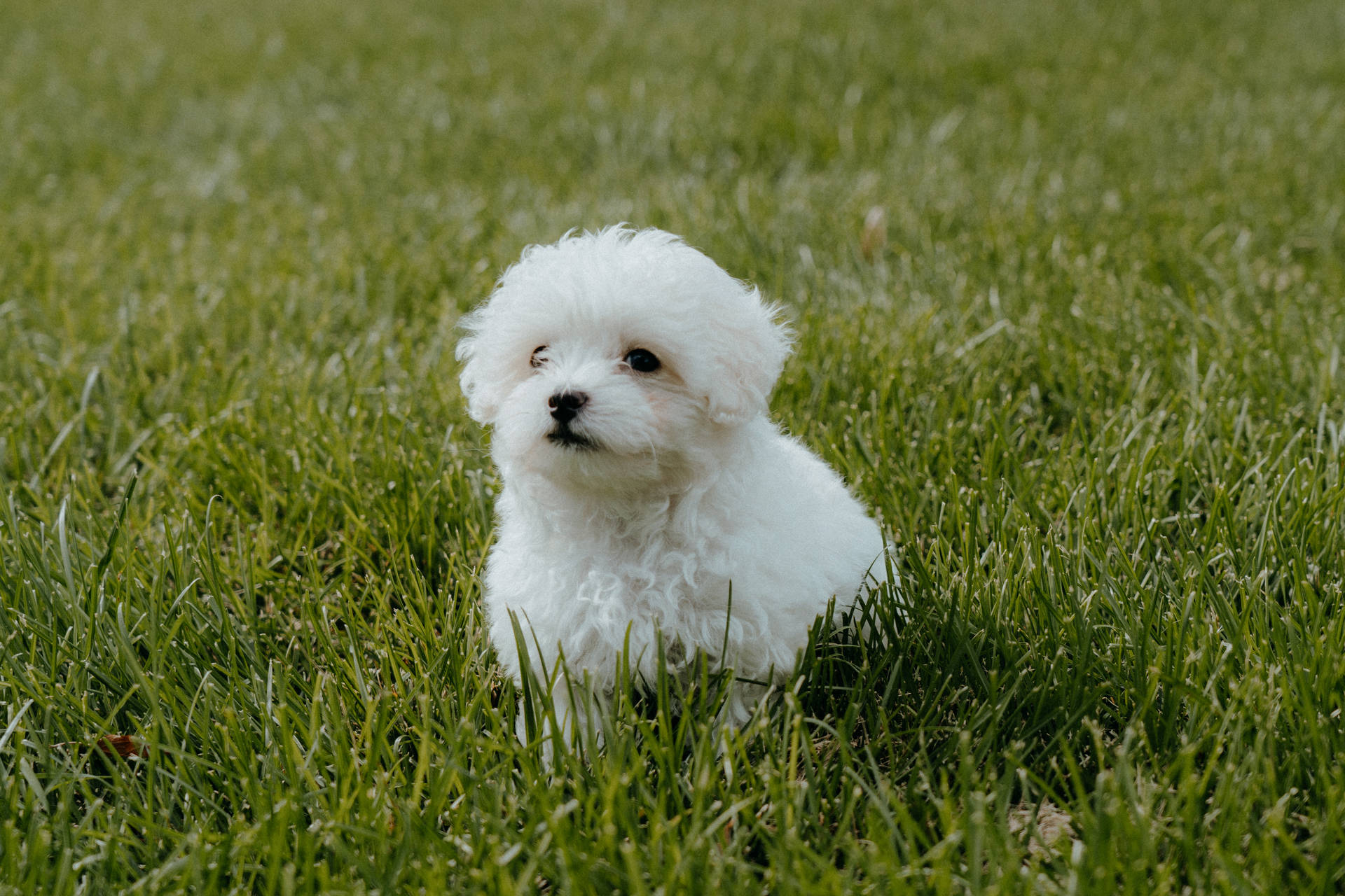 White Teacup Poodle On Grass