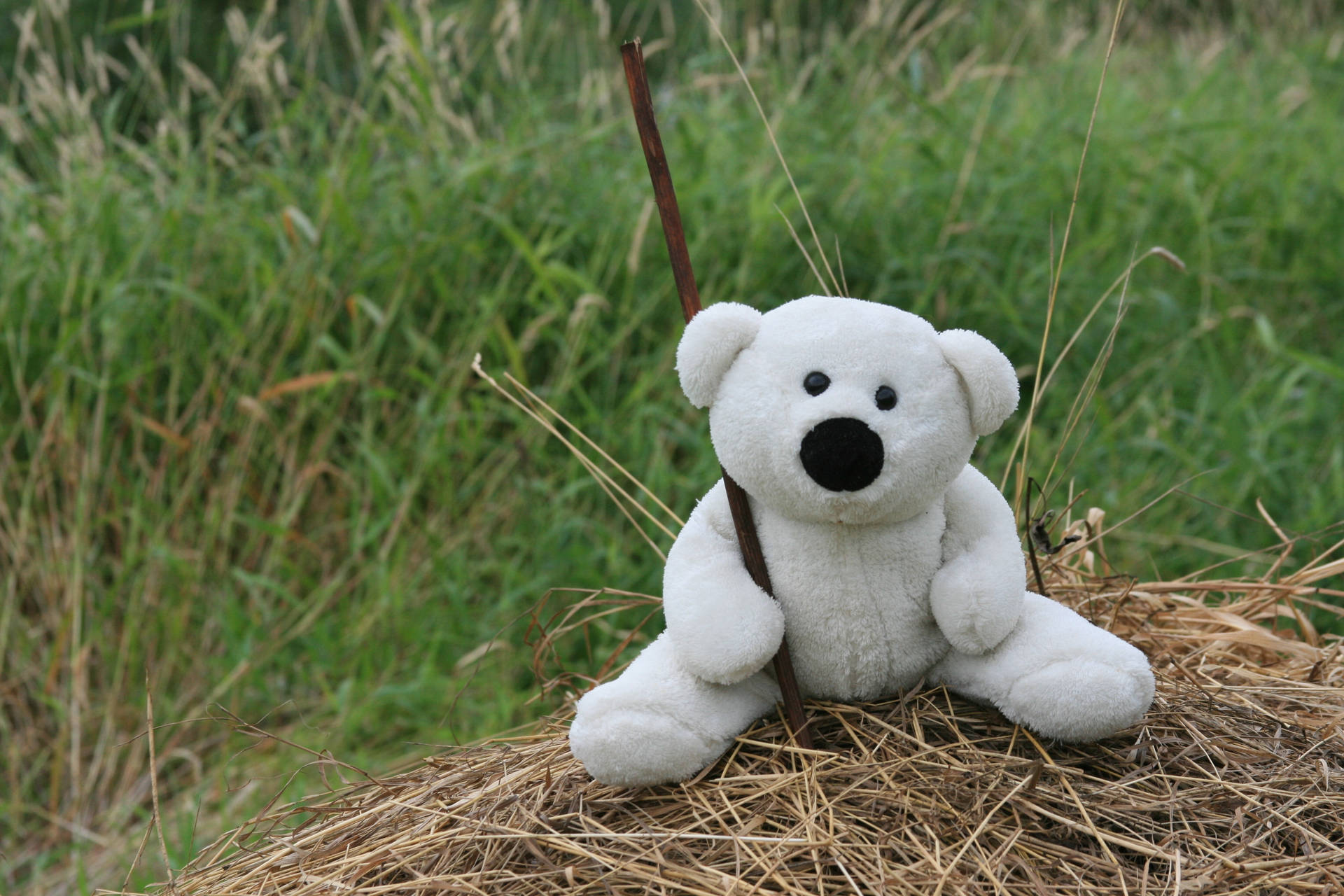 Cute wallpaper of white toy teddy bear sitting on the hay on the grass. 