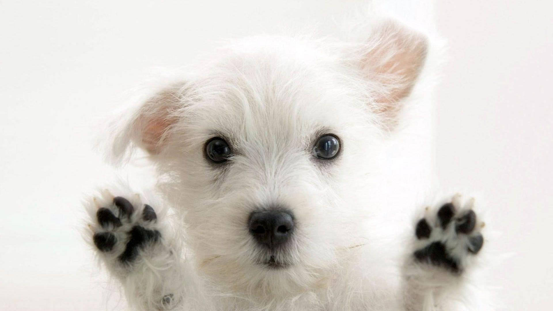White Terrier Dog Cute Desktop Wallpaper