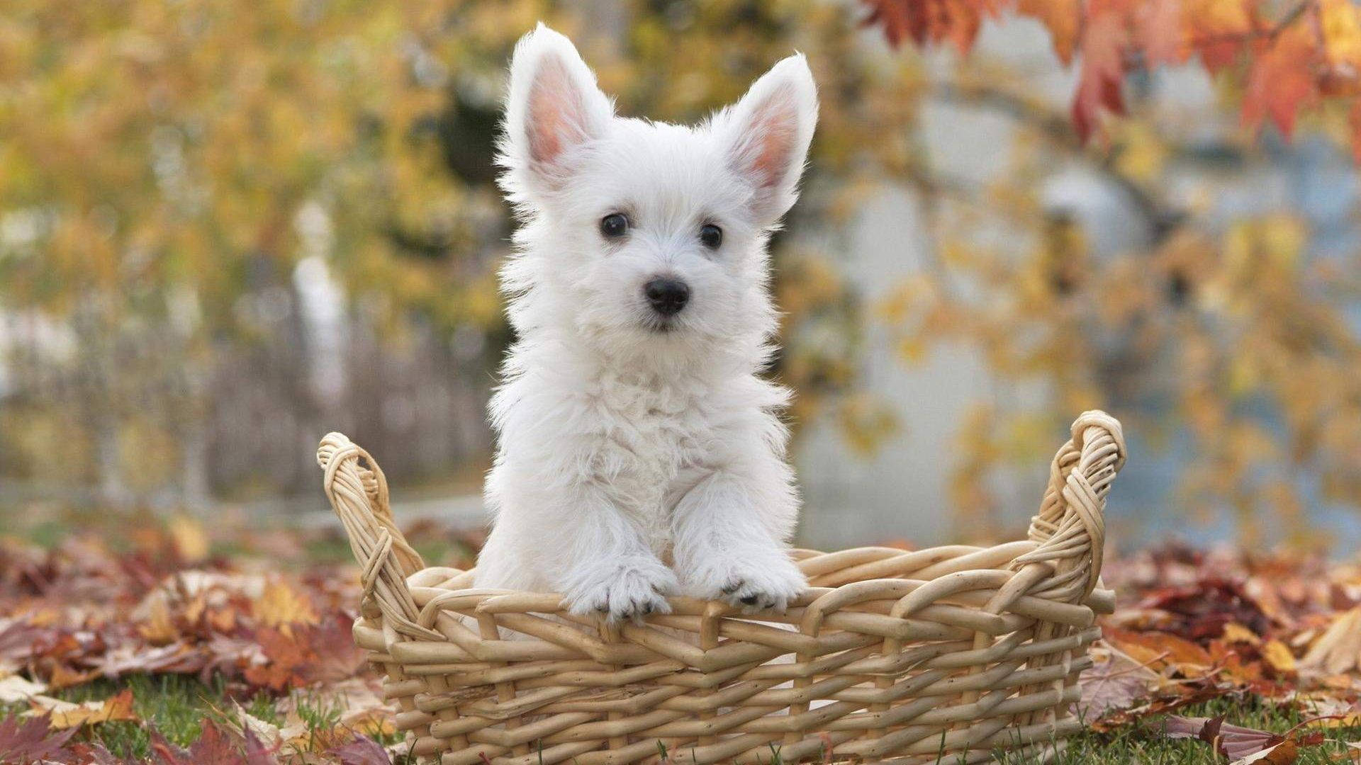 White Terrier Puppy Desktop Wallpaper