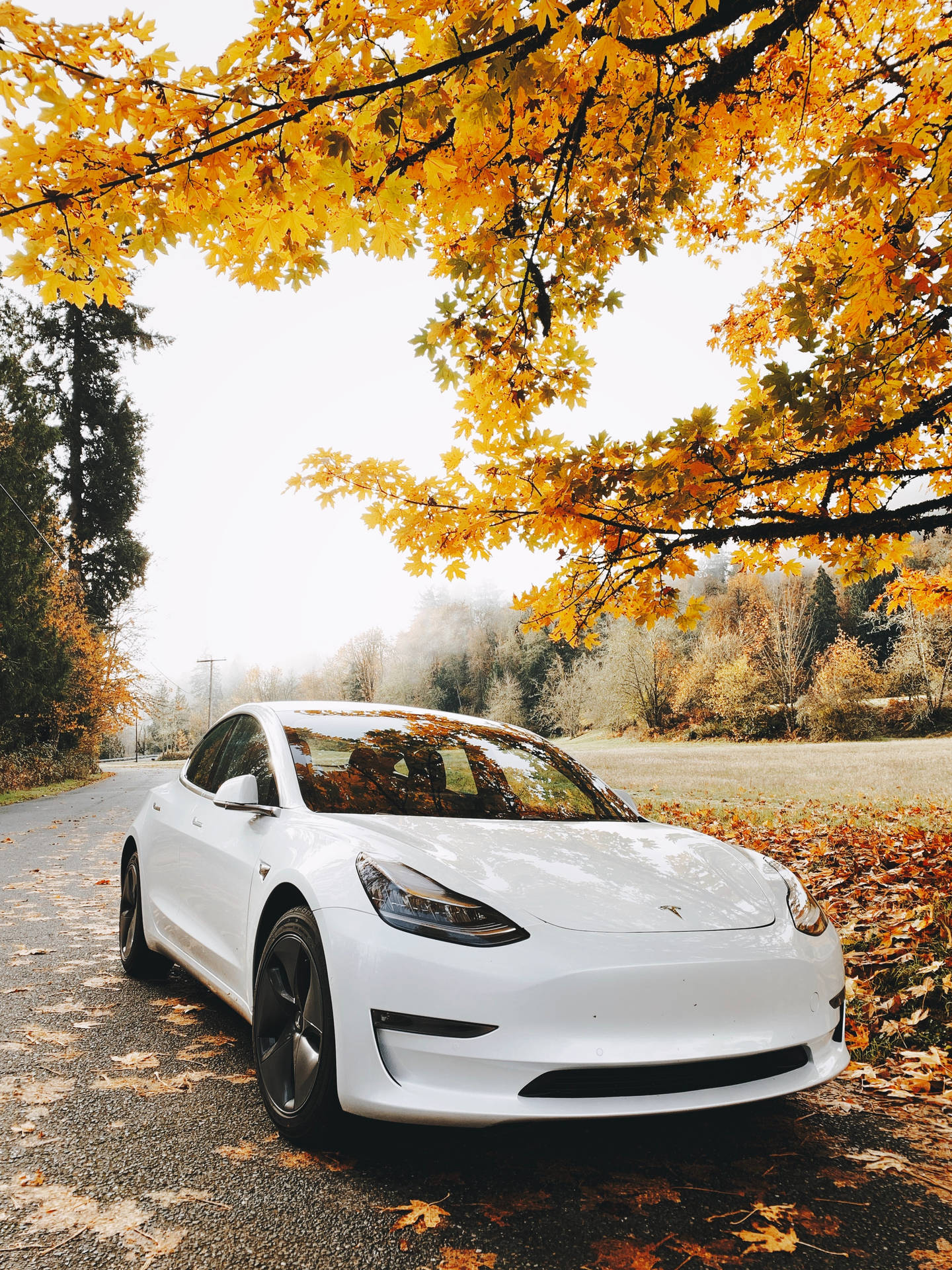 White Tesla Car In Autumn