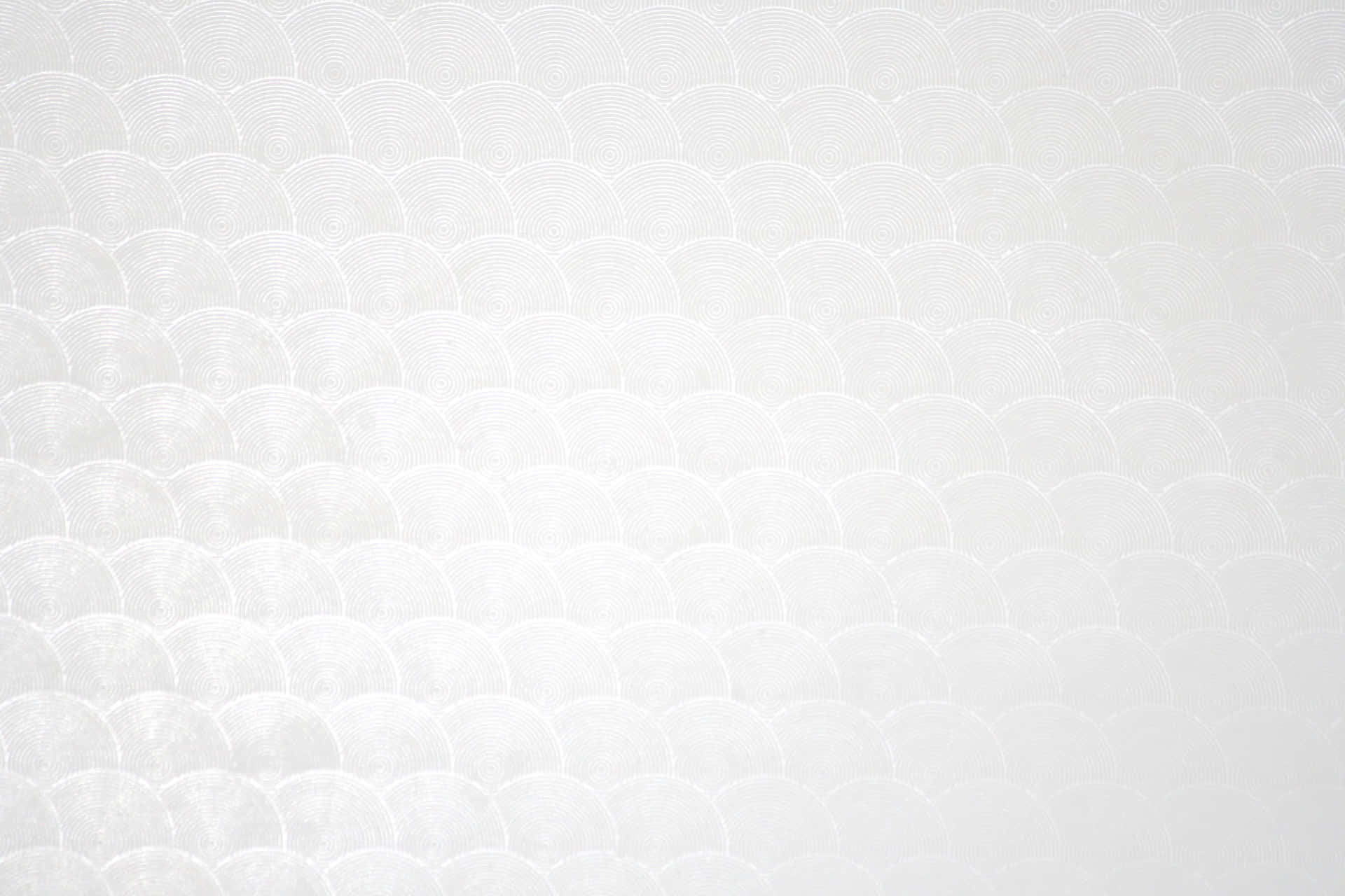 White Texture Shell Pattern Pictures