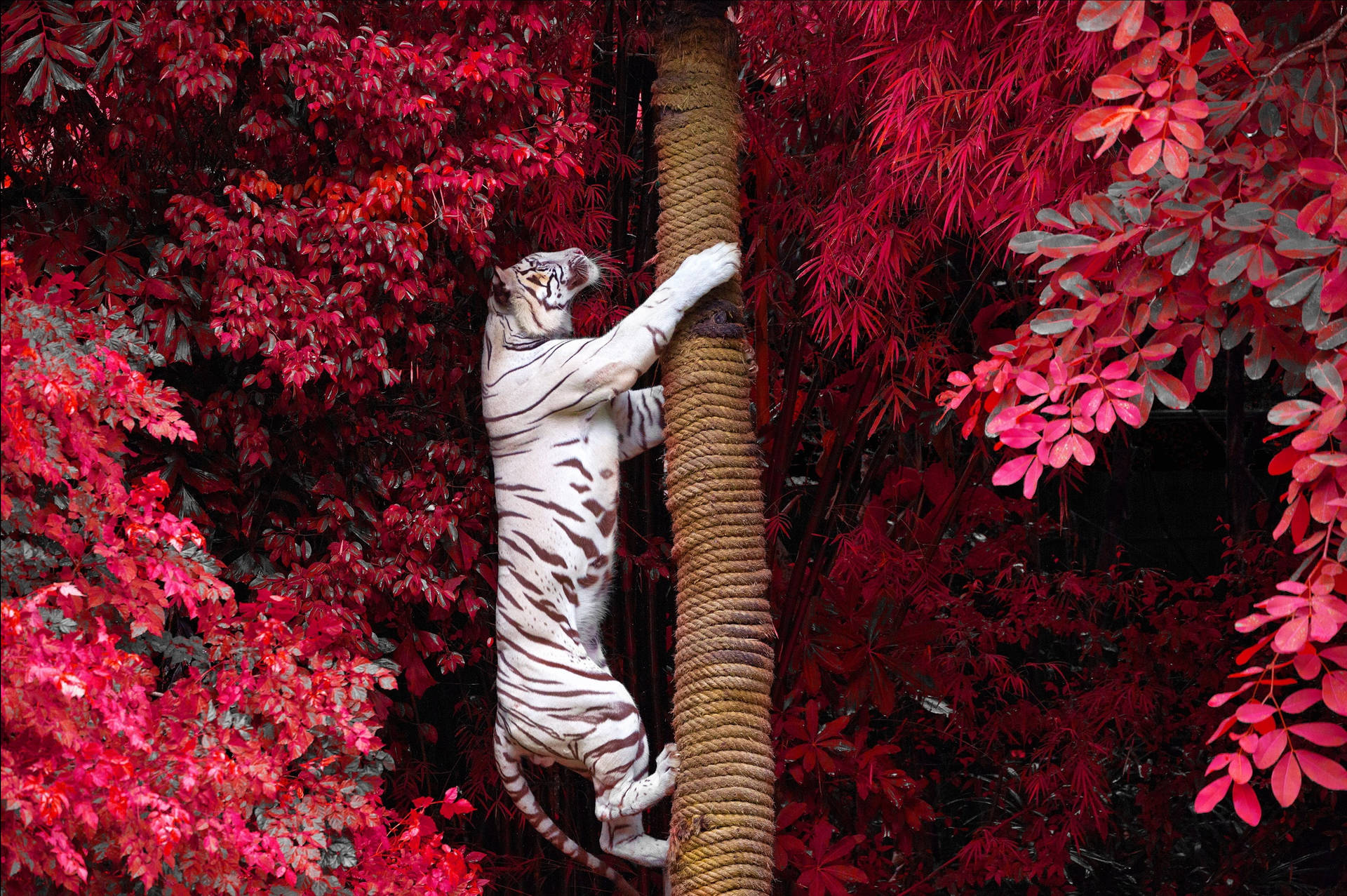 White Tiger At Tree Trunk