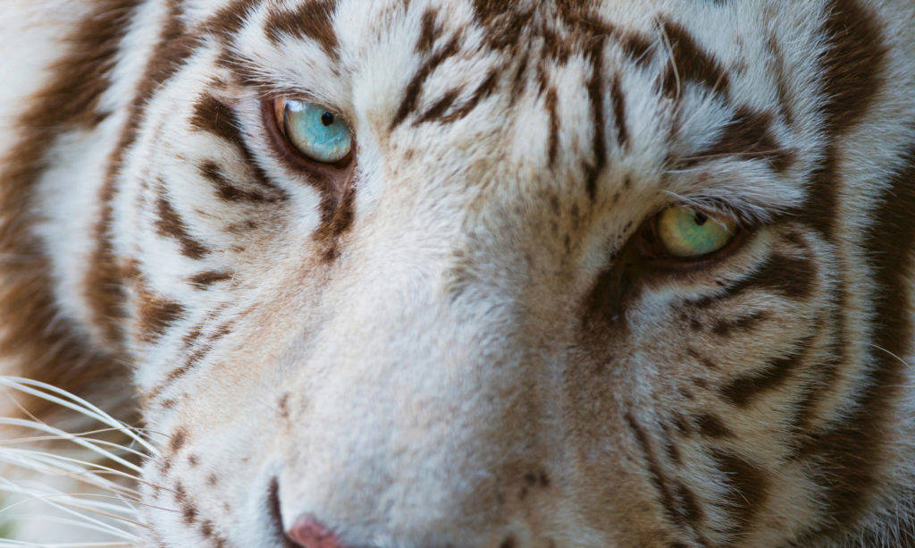 Tigreblanco De Cerca - Increíble Animal. Fondo de pantalla