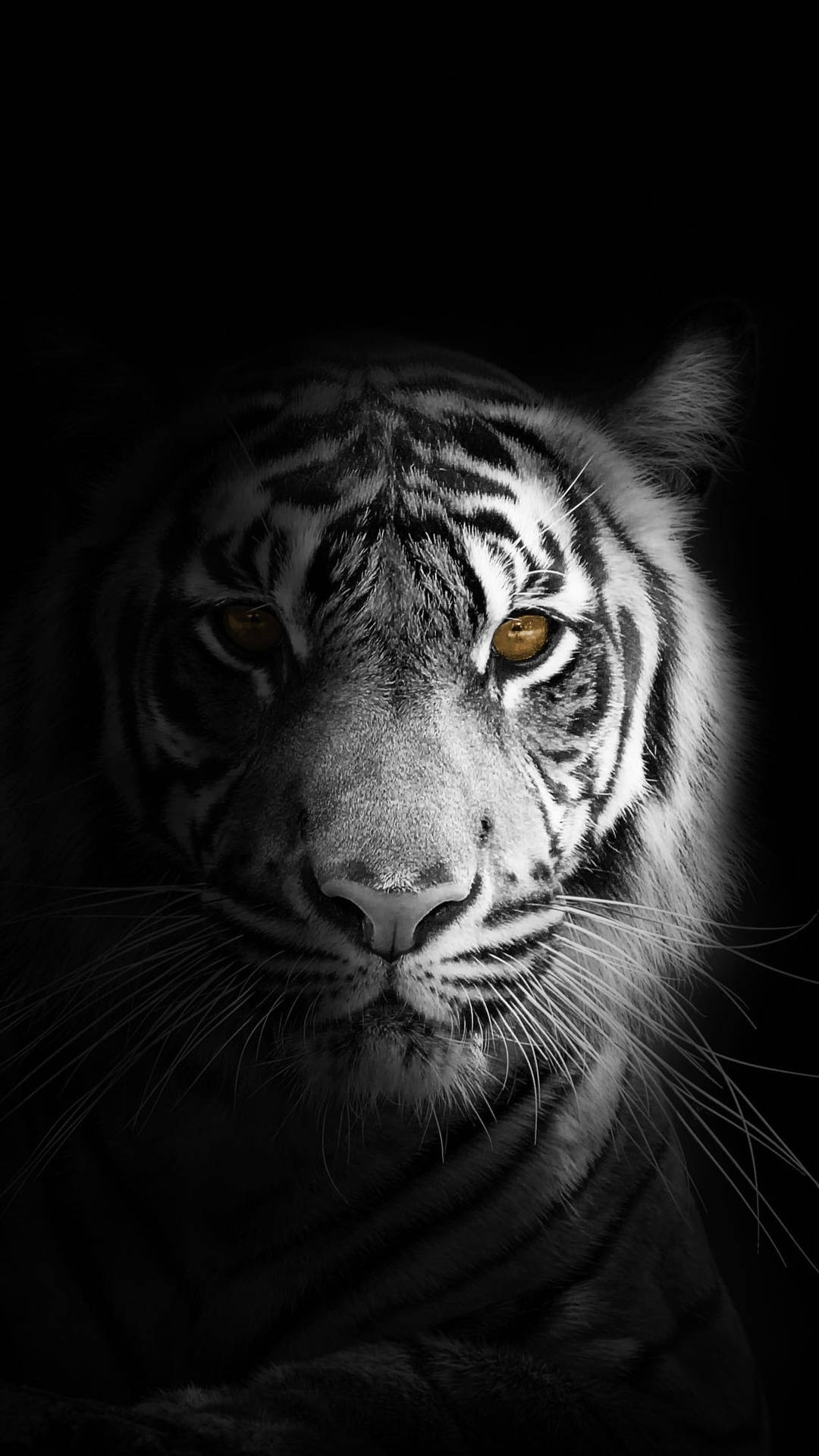 White Tiger Close Up Black And White PFP Wallpaper