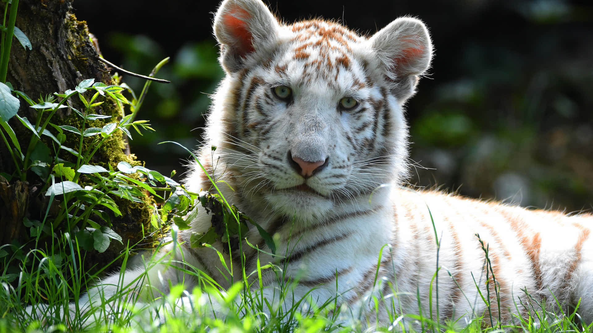 White Tiger Cub Restingin Nature4 K.jpg Wallpaper