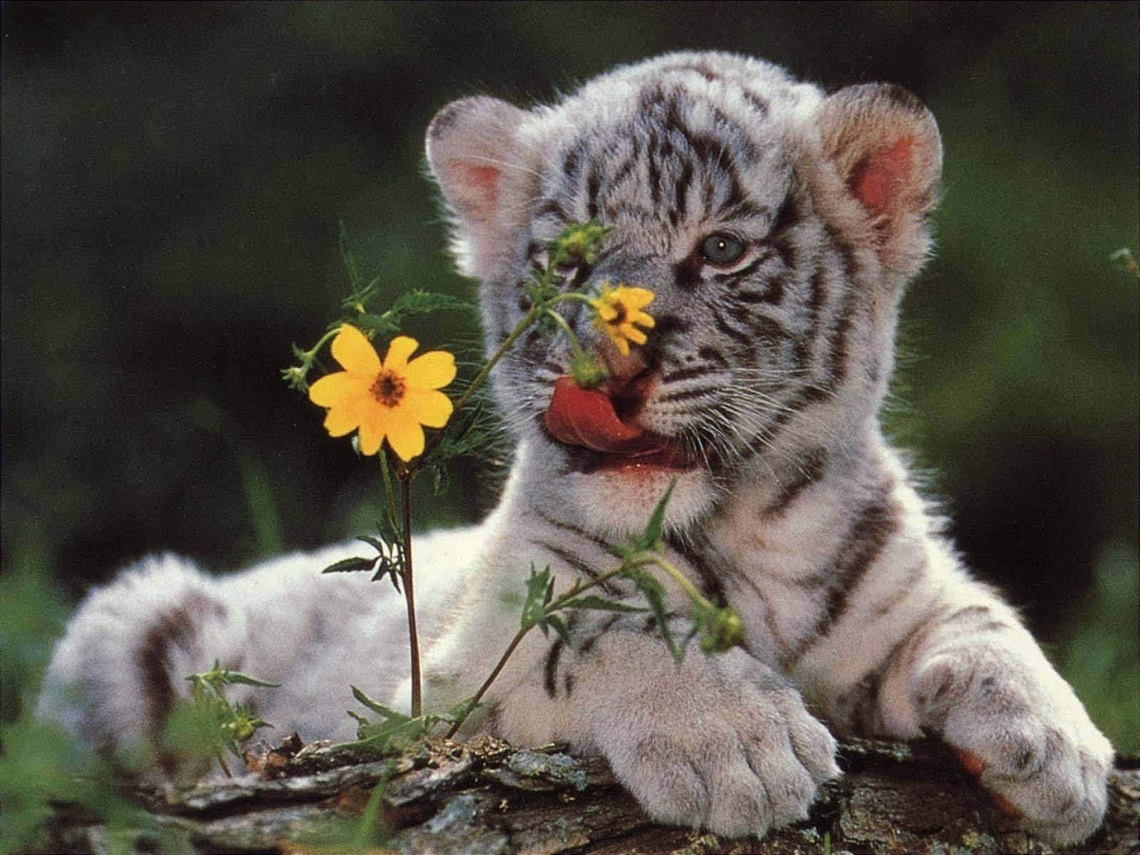 White Tiger Cub With Flower Wallpaper