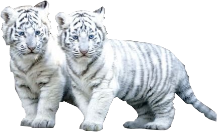 White Tiger Cubs Walking Together PNG