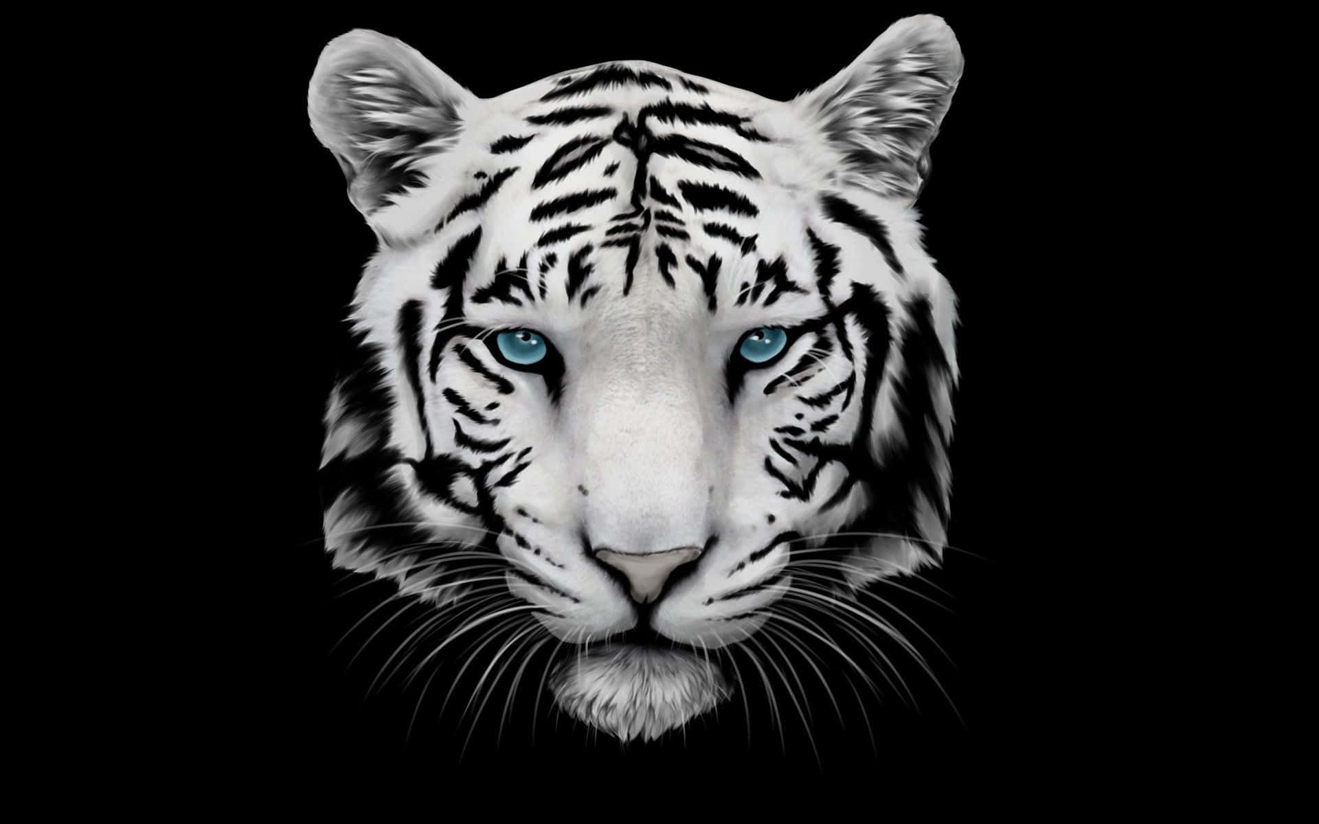 White Tiger Face Background