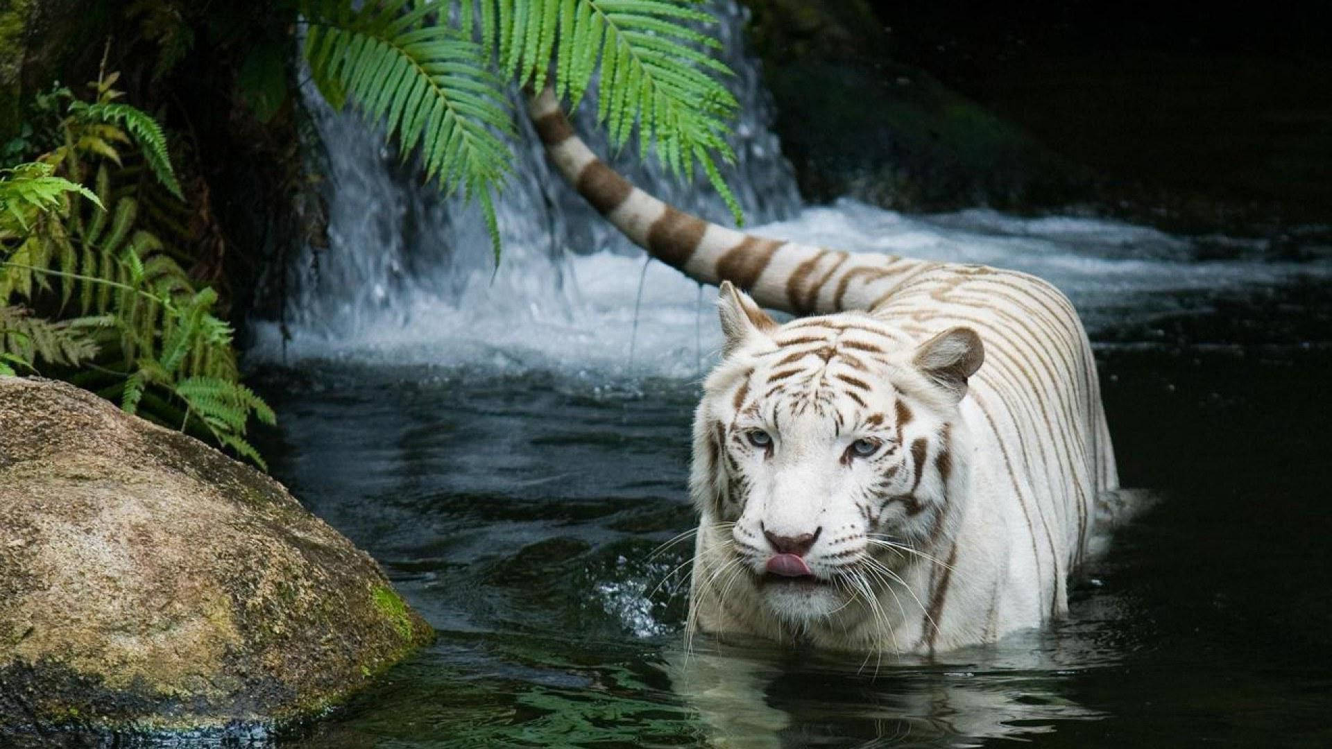 White Tiger In Water