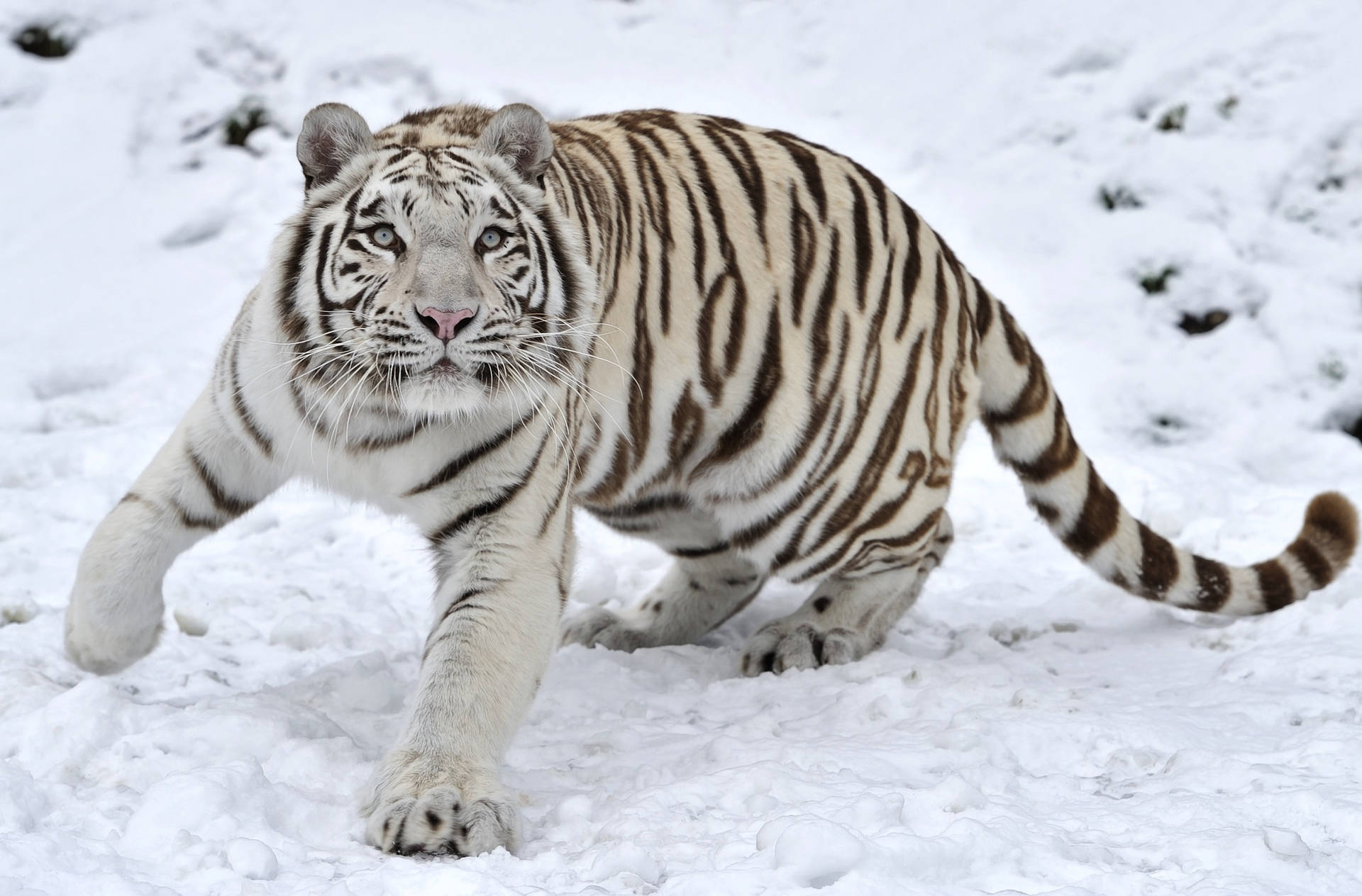 White Tiger On Winter Snow Background
