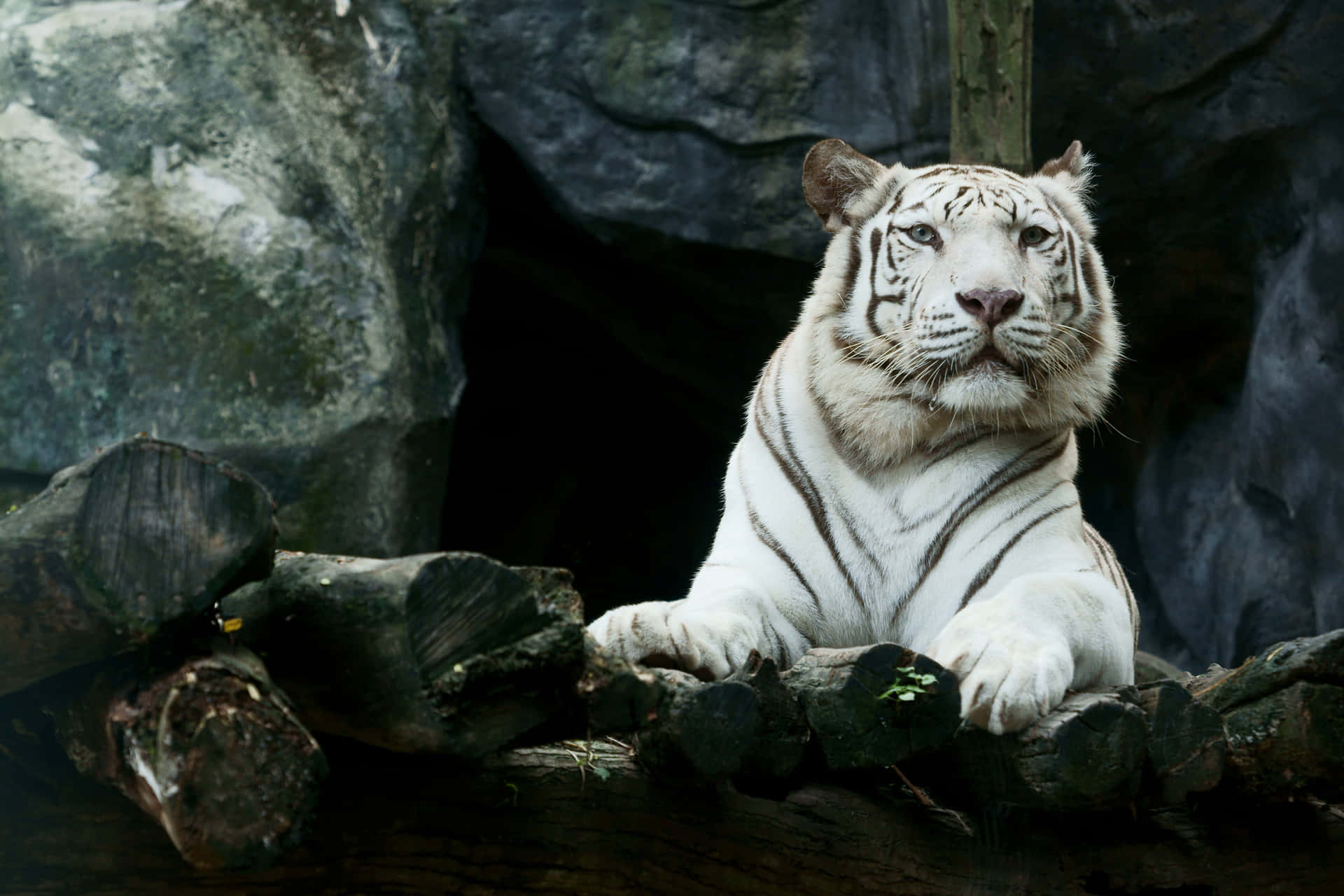 328181 White Tiger Sleeping 4k  Rare Gallery HD Wallpapers