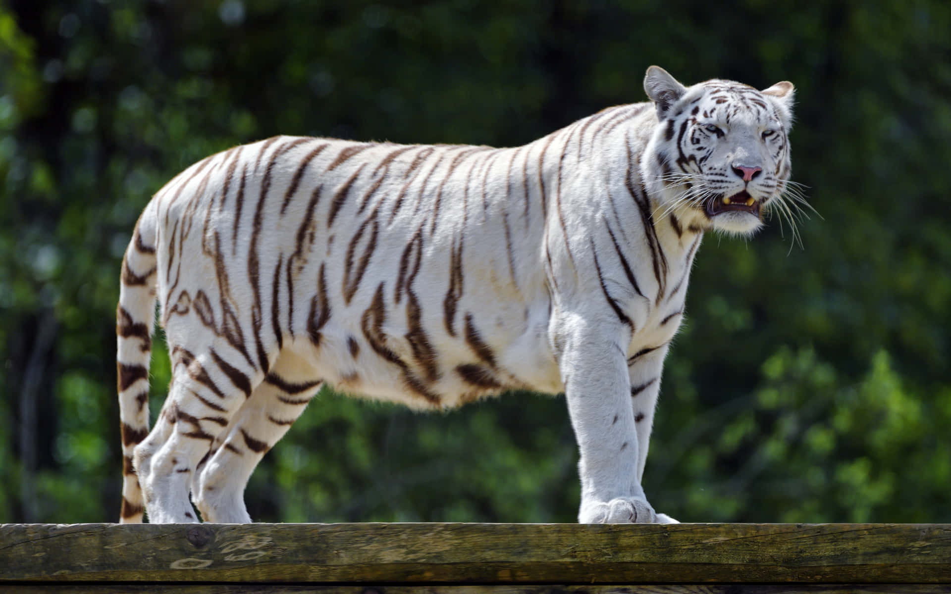Majestic White Tiger Staring Into The Distance.