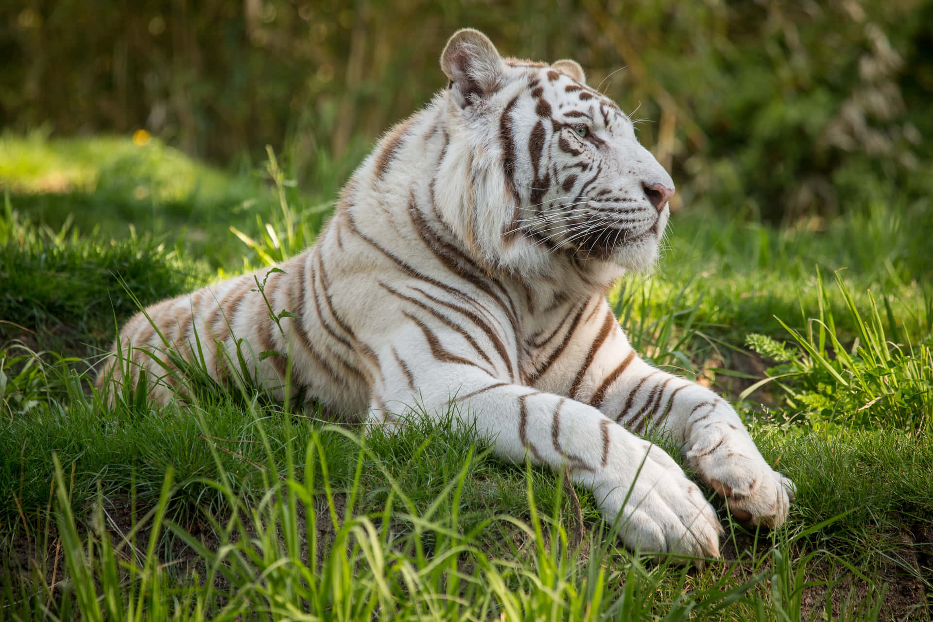 Witness the Beauty of a White Tiger