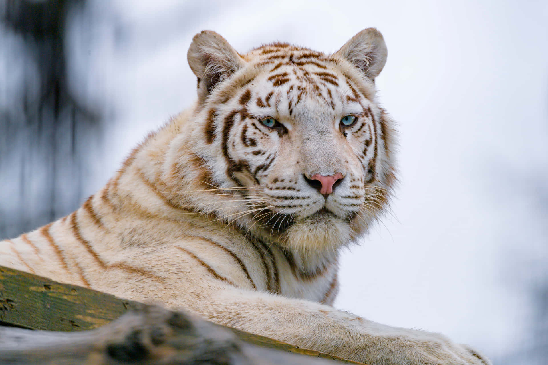 Majestätiskvit Tiger.
