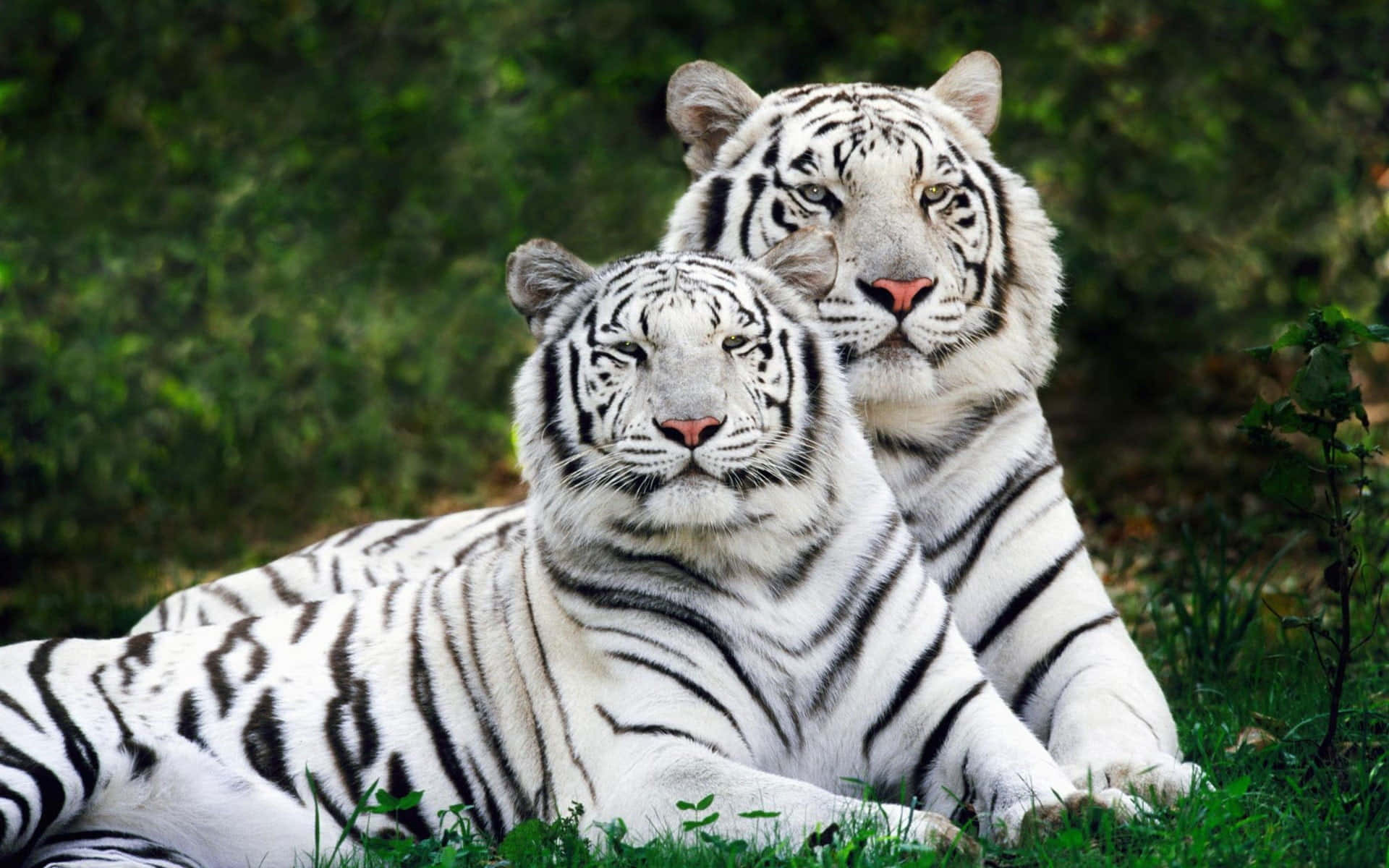 Tvåvita Tigrar Sitter I Gräset.