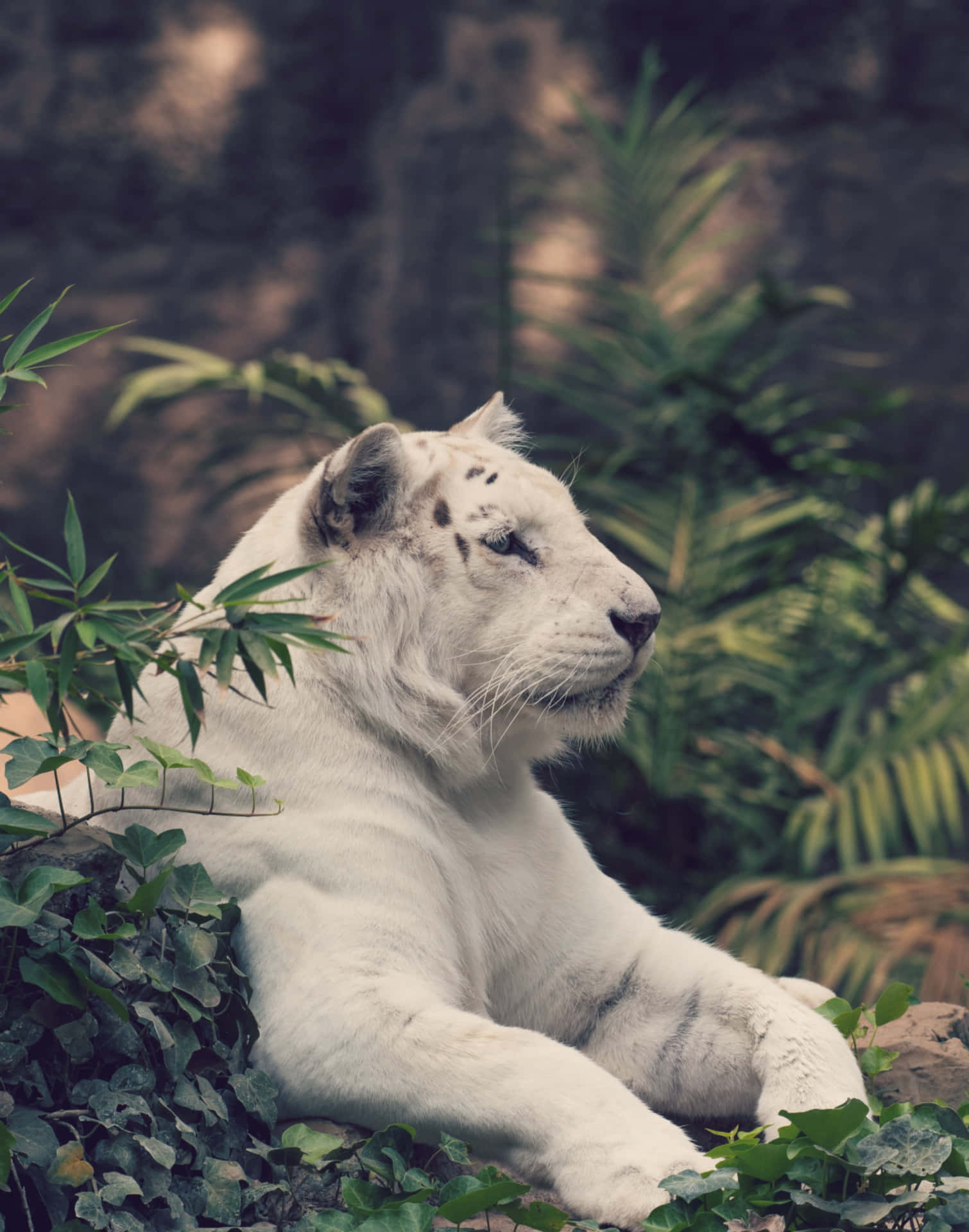 Majestic White Tiger