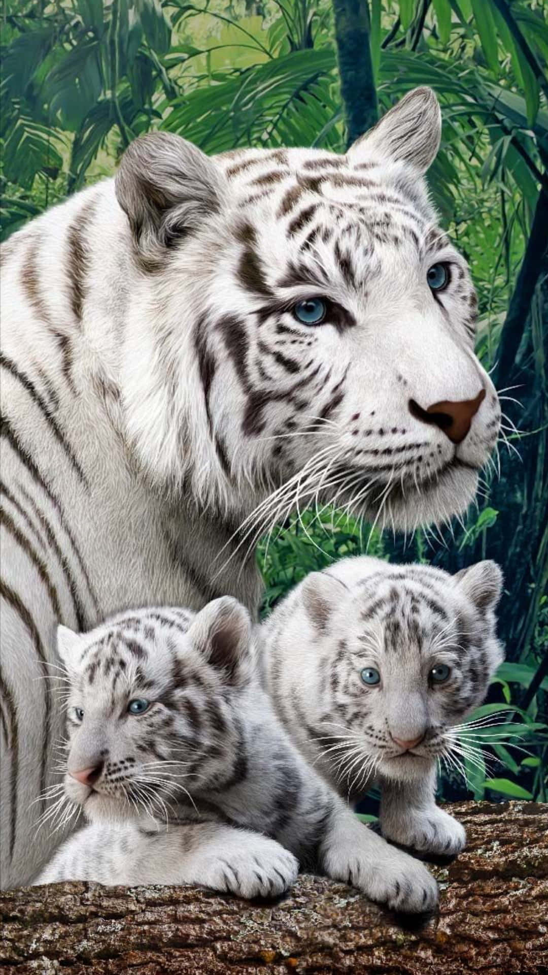 A Majestic White Tiger