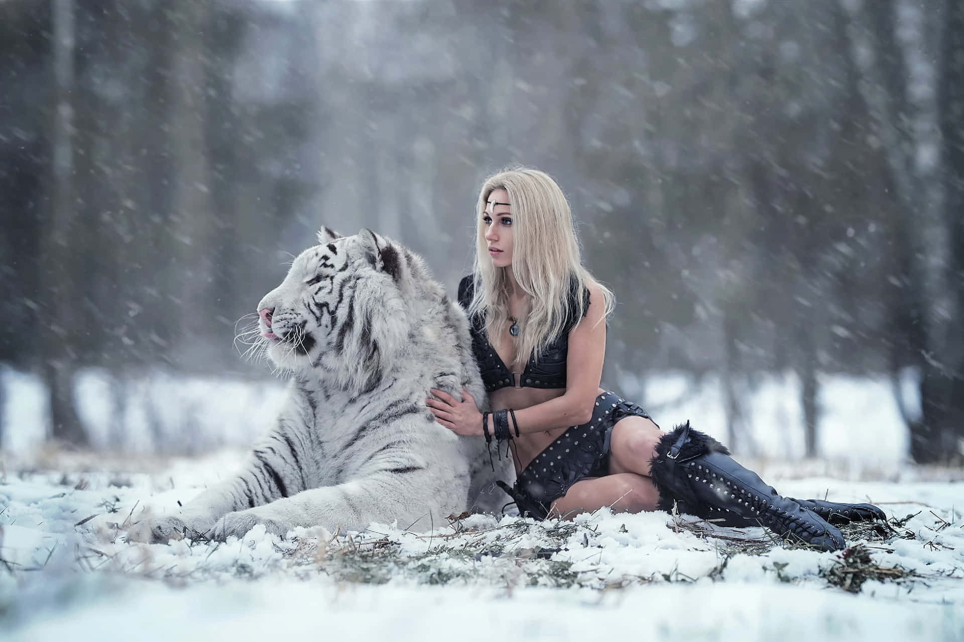 Majestic white tiger taking a break in the wild