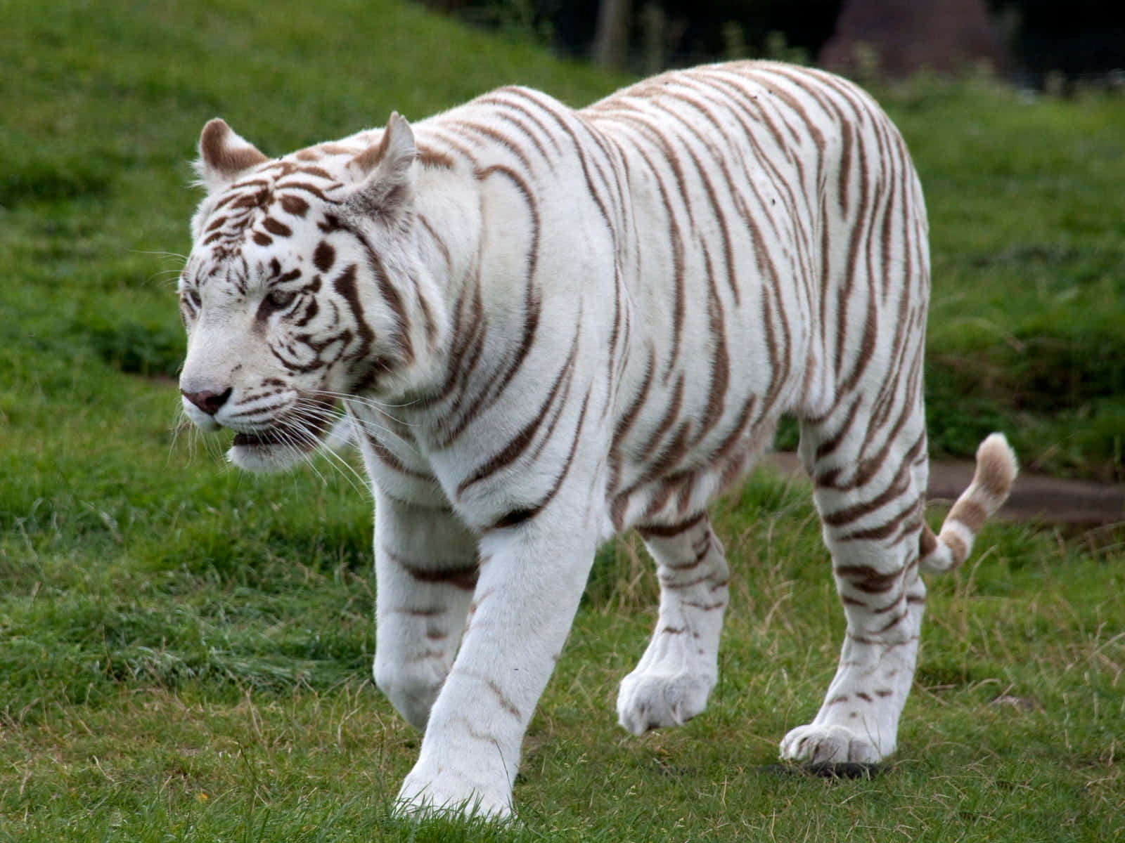 A beautiful white tiger, walking through the grasslands.