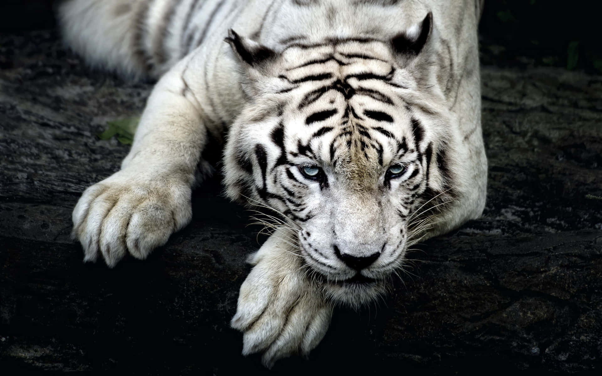 White Tiger Wallpapers Hd