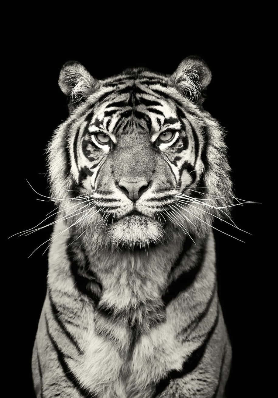 A Tiger Is Standing In Front Of A Black Background