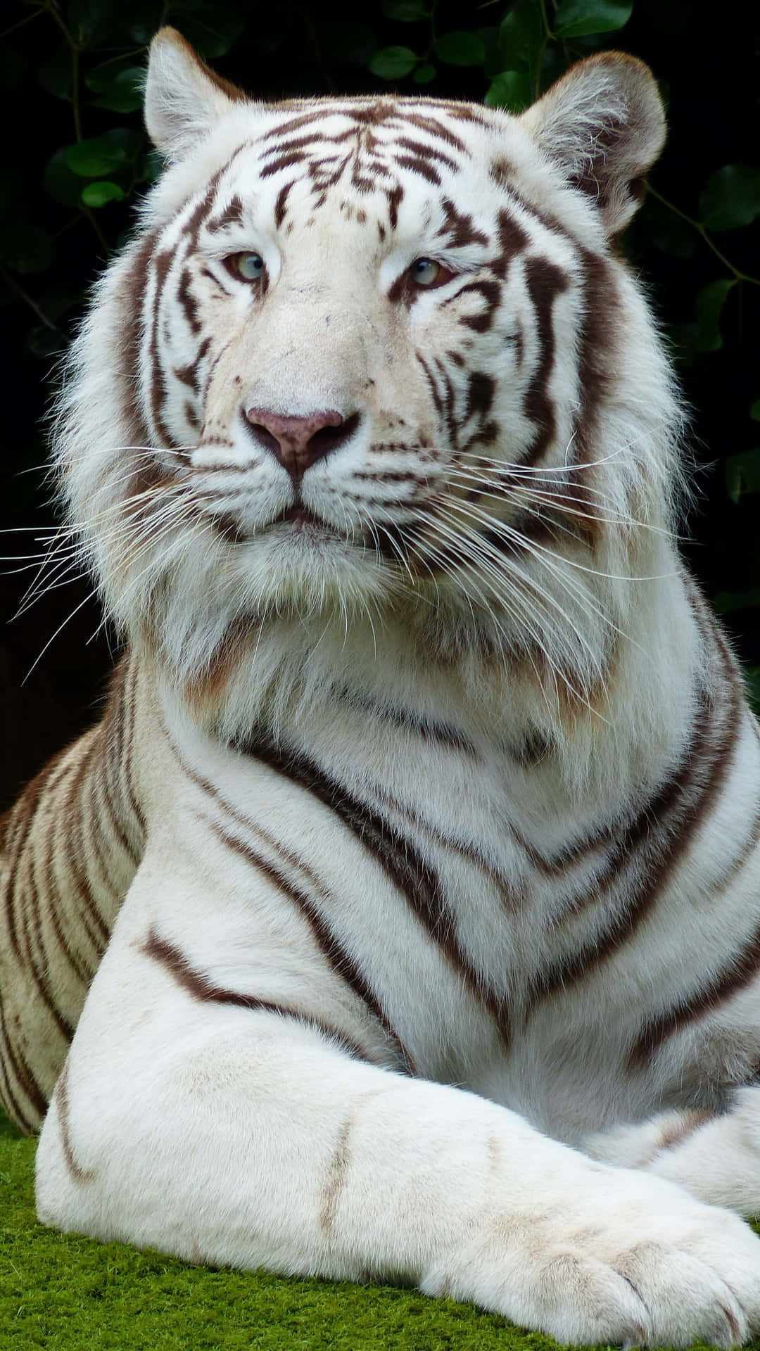 Majestic white tiger in its natural habitat.