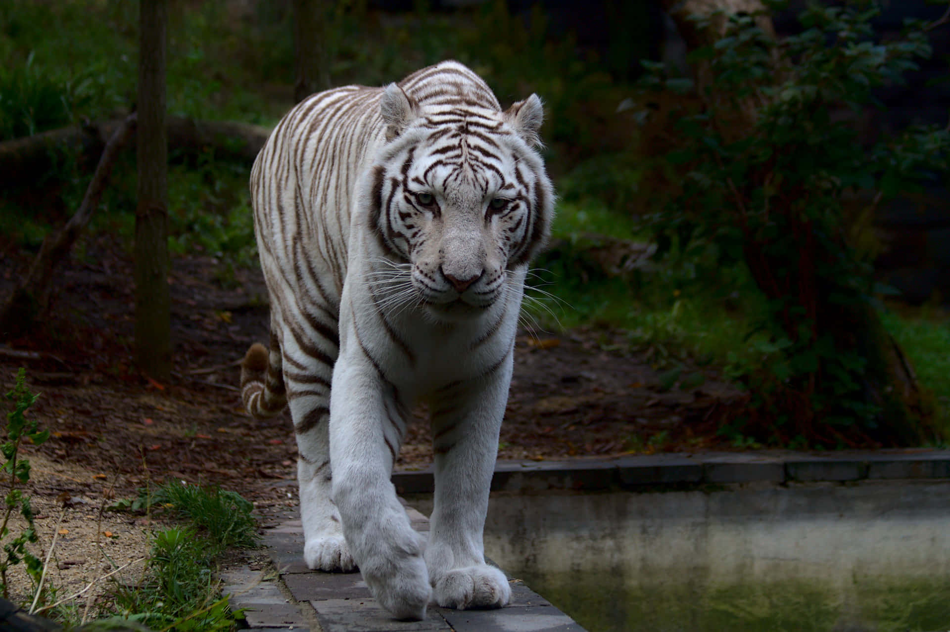 Majestätiskvit Tiger Som Slappnar Av I Gräset.