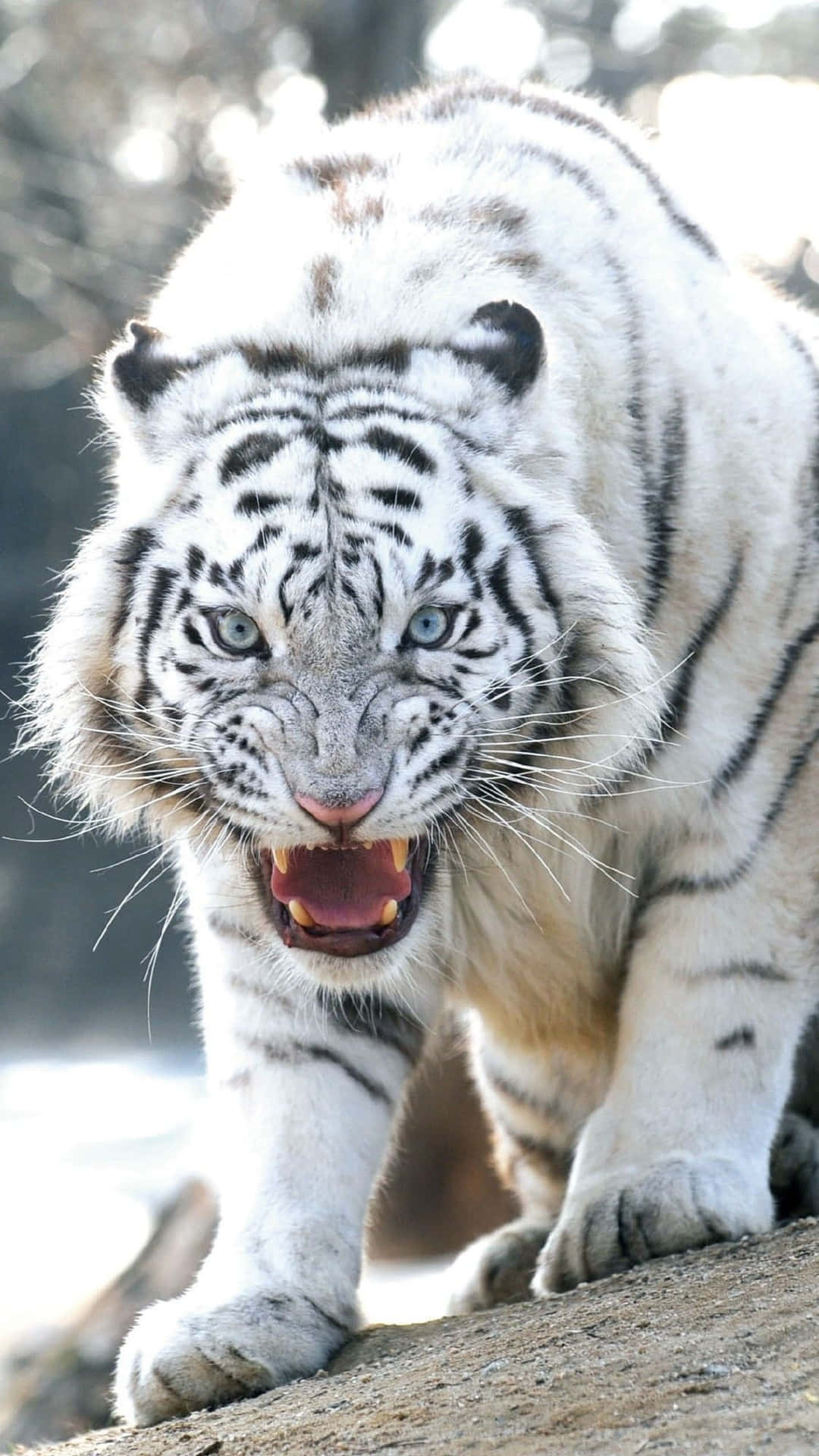 The Majestic White Tiger
