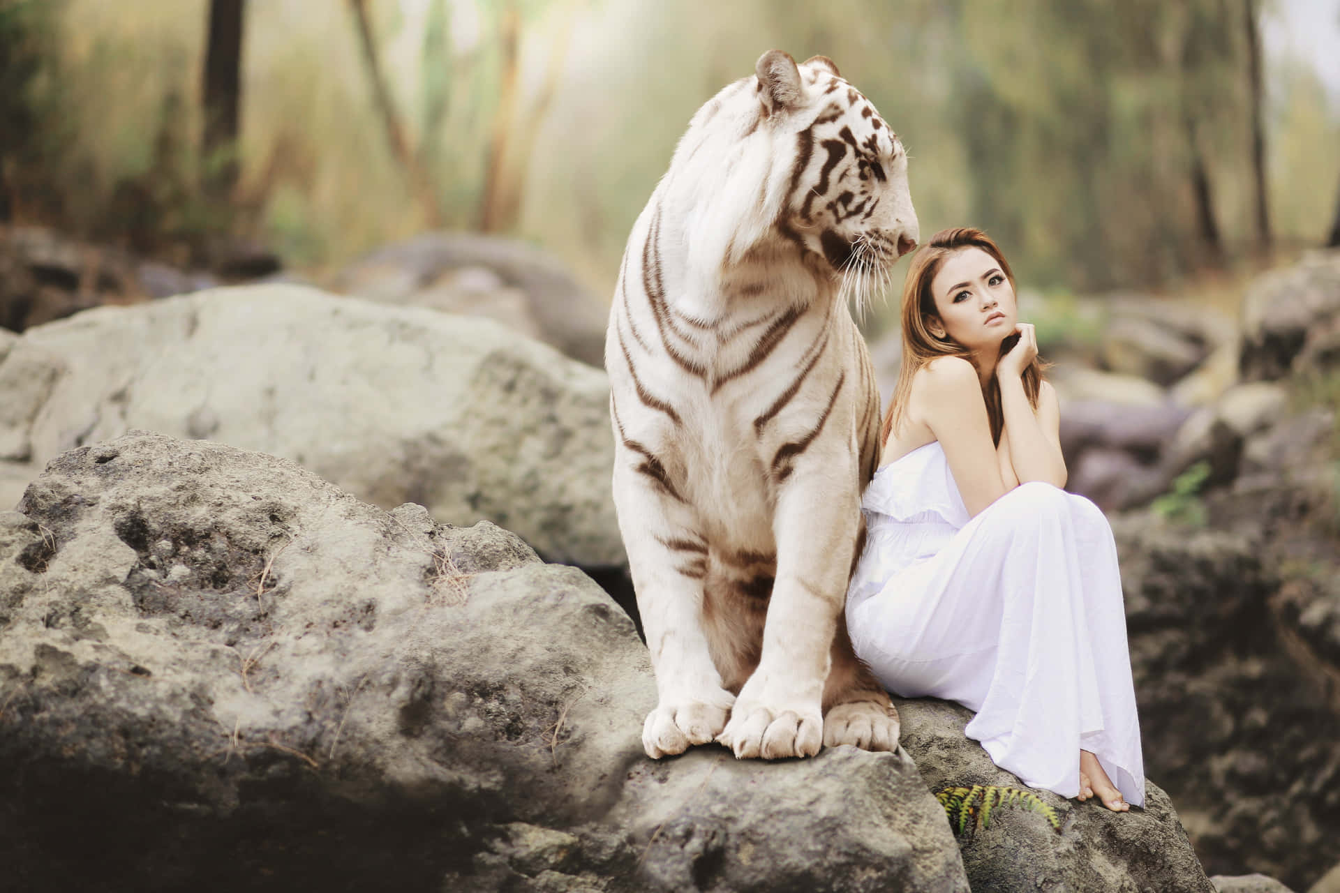 Majestic white tiger relaxing in its natural habitat