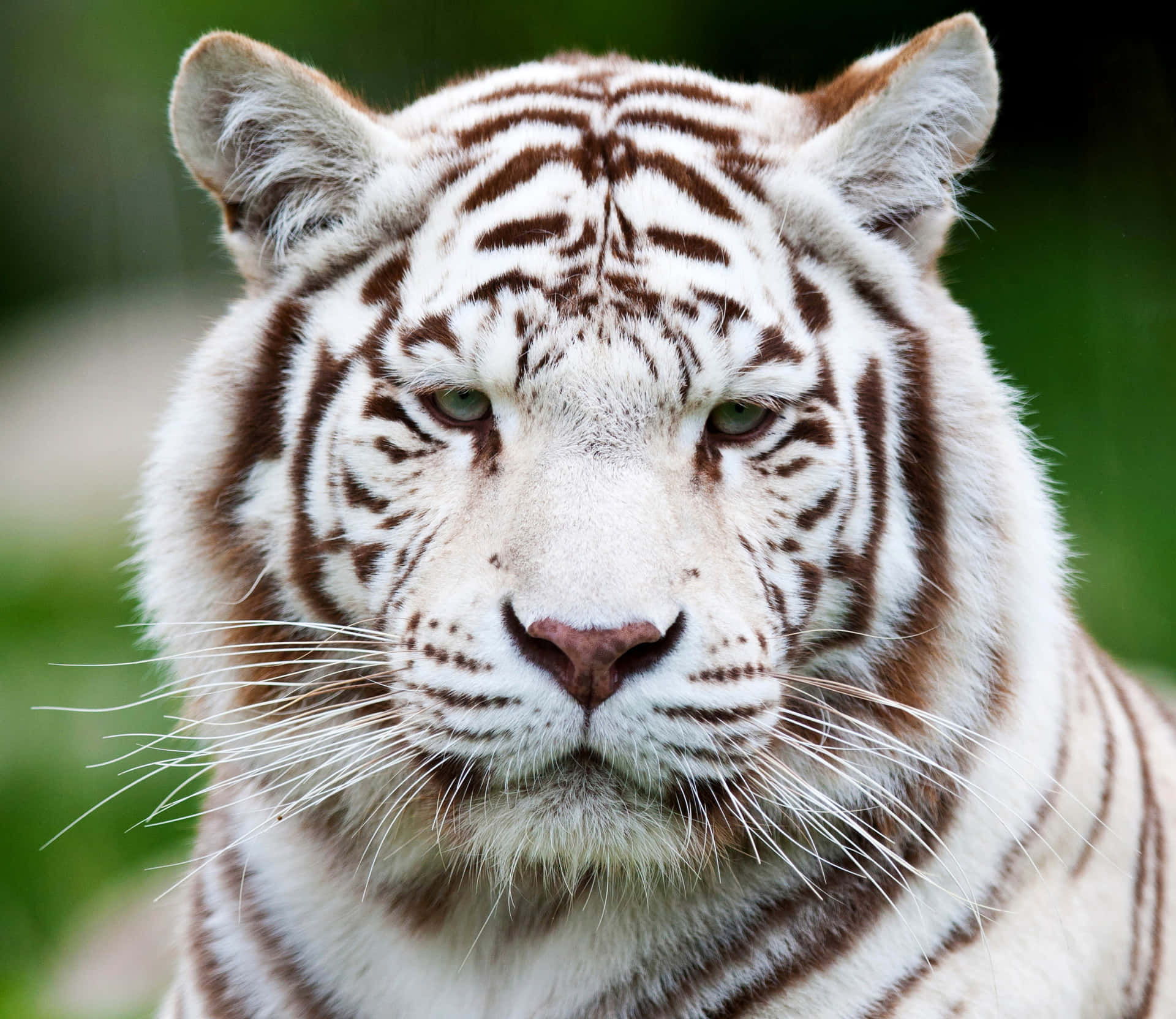 Magnificent White Tiger Majestically Roars