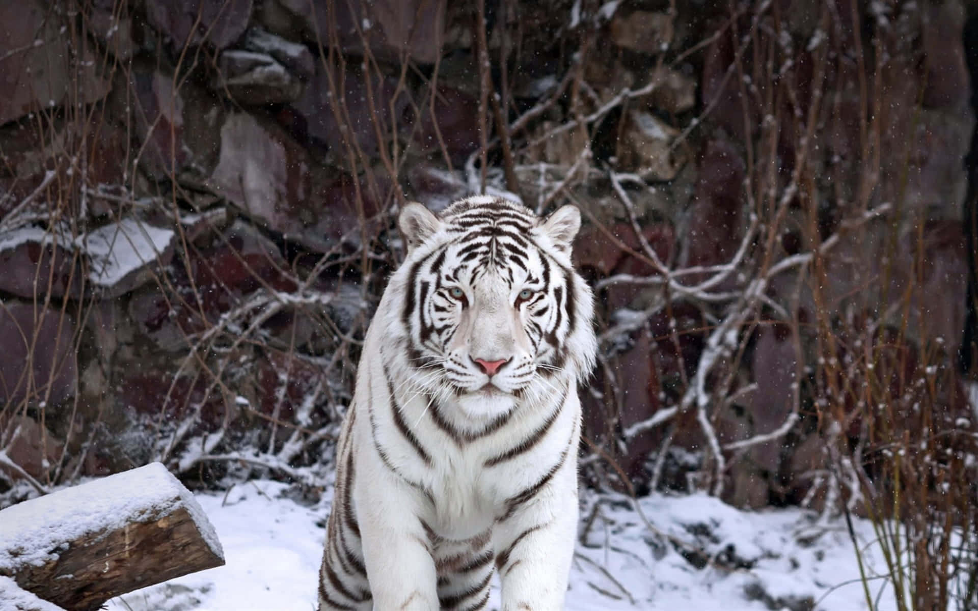 White Tiger In The Snow