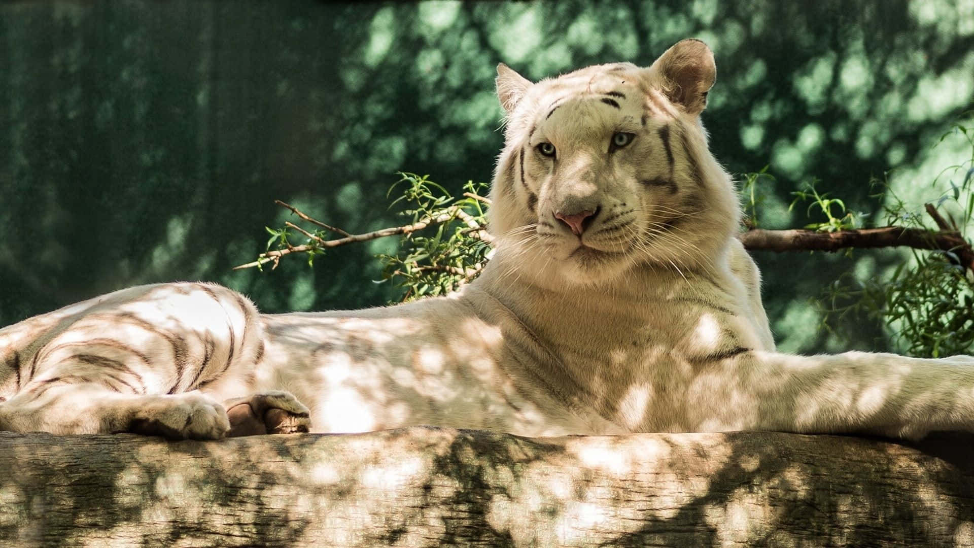 Staring at Its Surroundings - A White Tiger