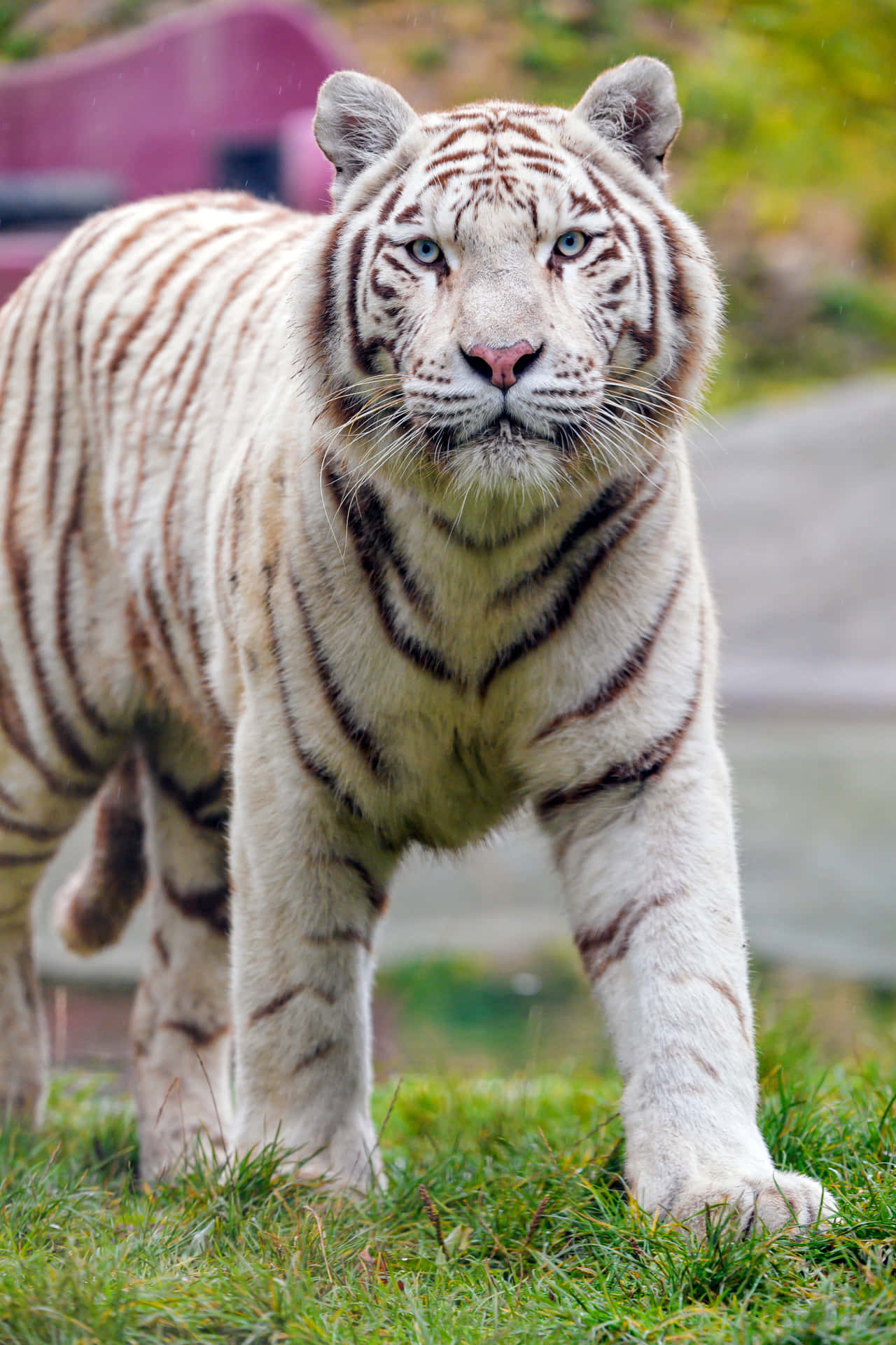 Striking White Tiger Prowling Through The Jungle
